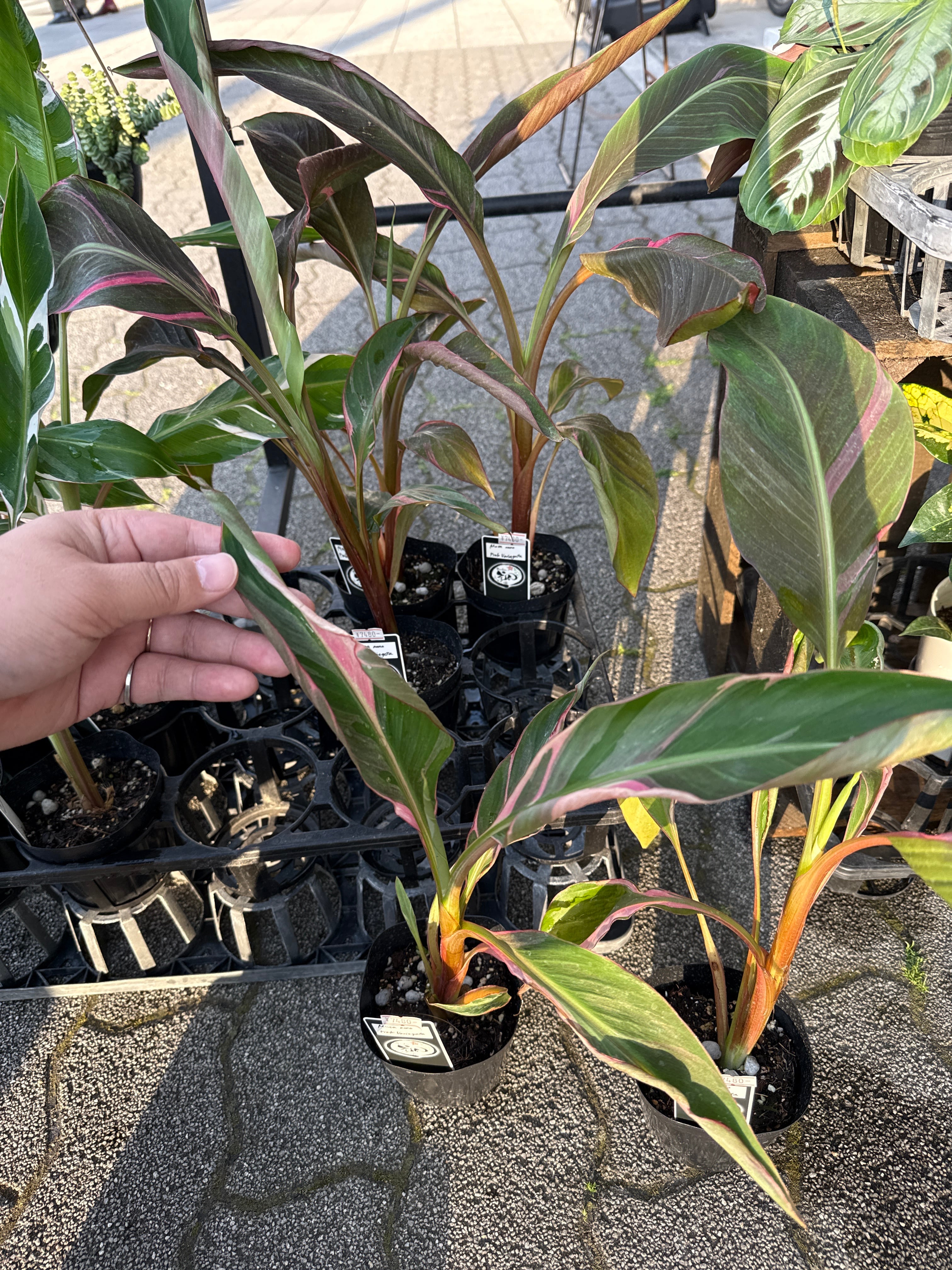 バナナピンク斑入り Musa nono pink variegated | Gardenえん 【観葉