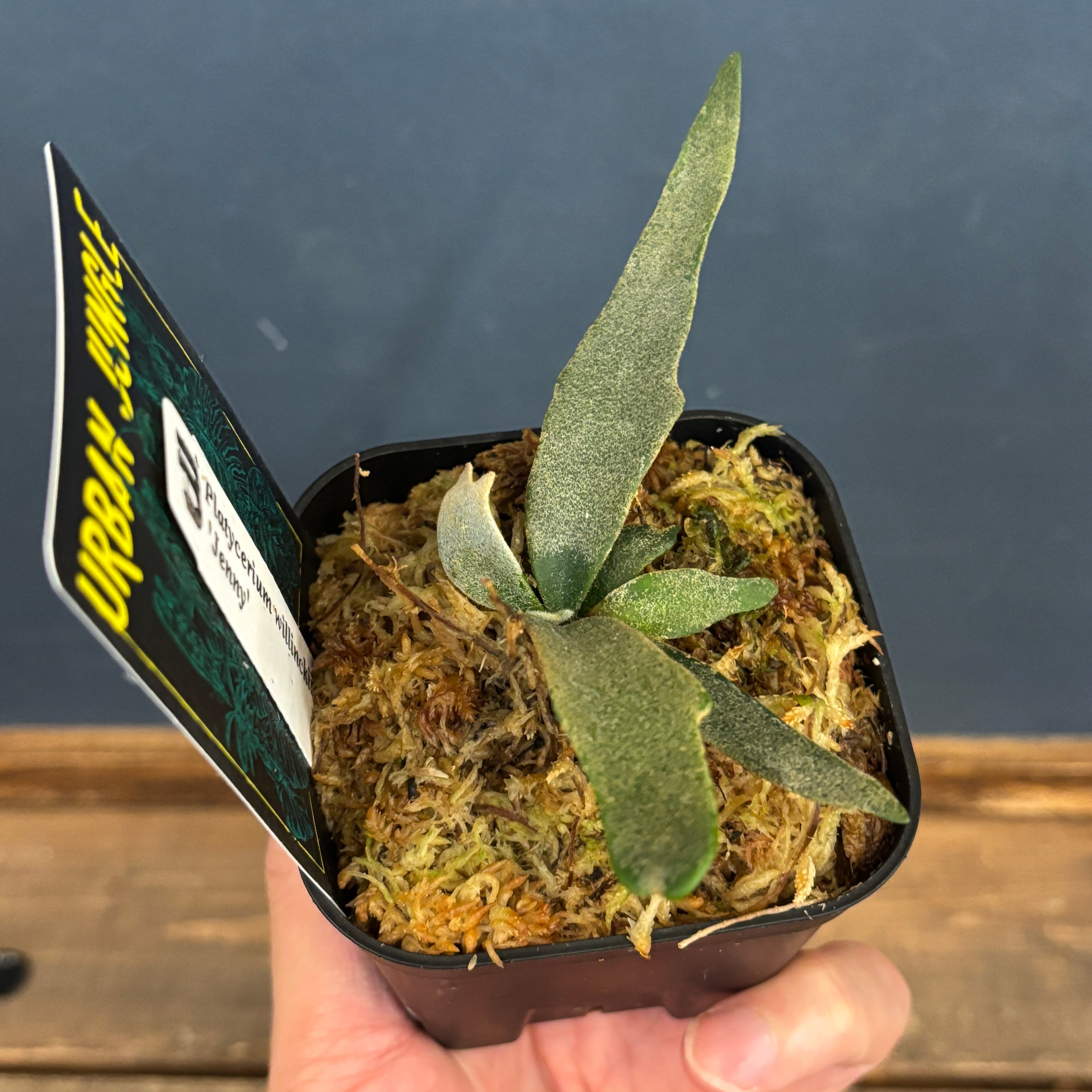 ビカクシダ ジェニー P. willinckii 'Jenny'【959】 | PROTOLEAF