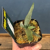 ビカクシダ ジェニー P. willinckii 'Jenny'【959】