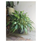 Spathiphyllum wallisii