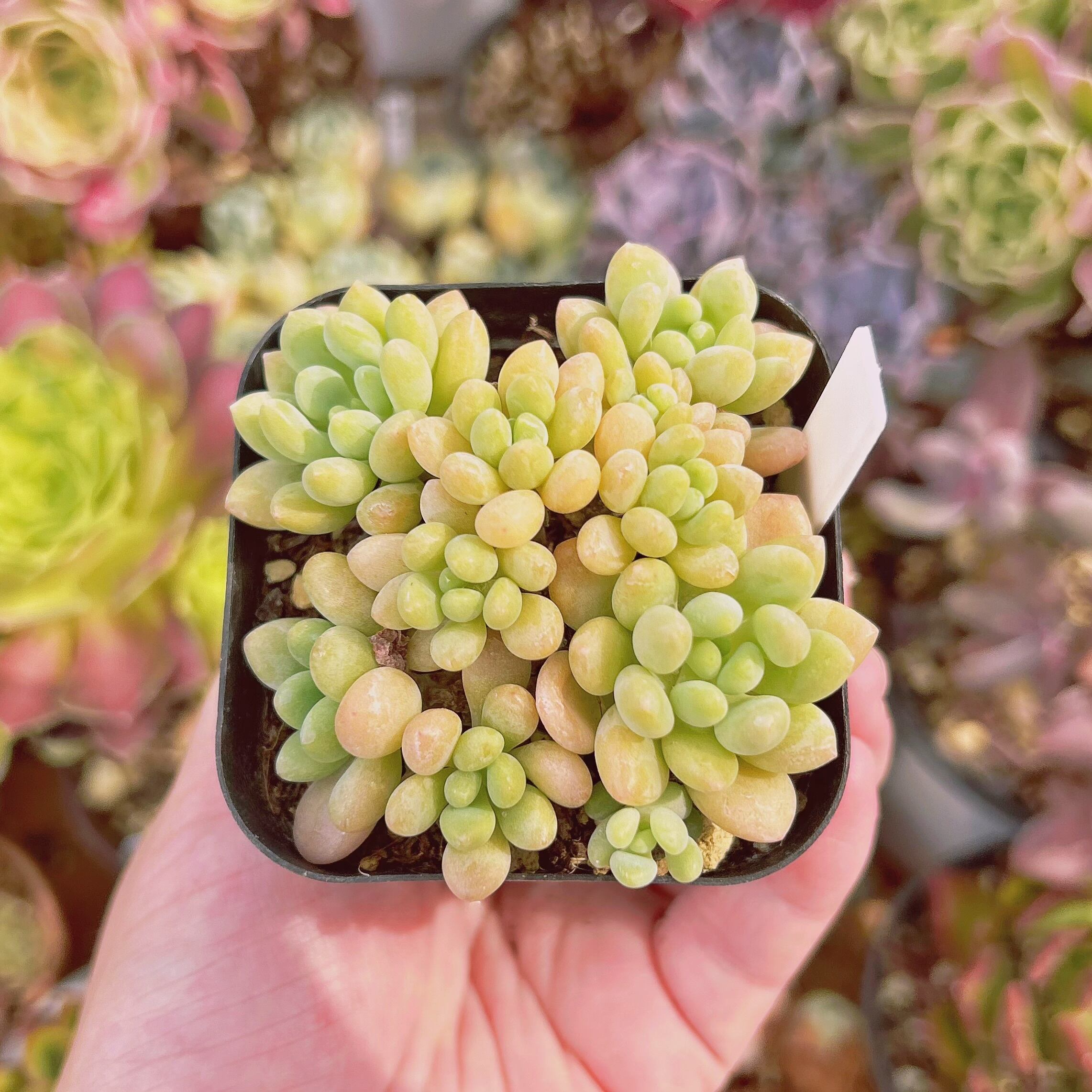 055現物 多肉植物 キャビア 抜き苗 | るる農園~多肉植物専門