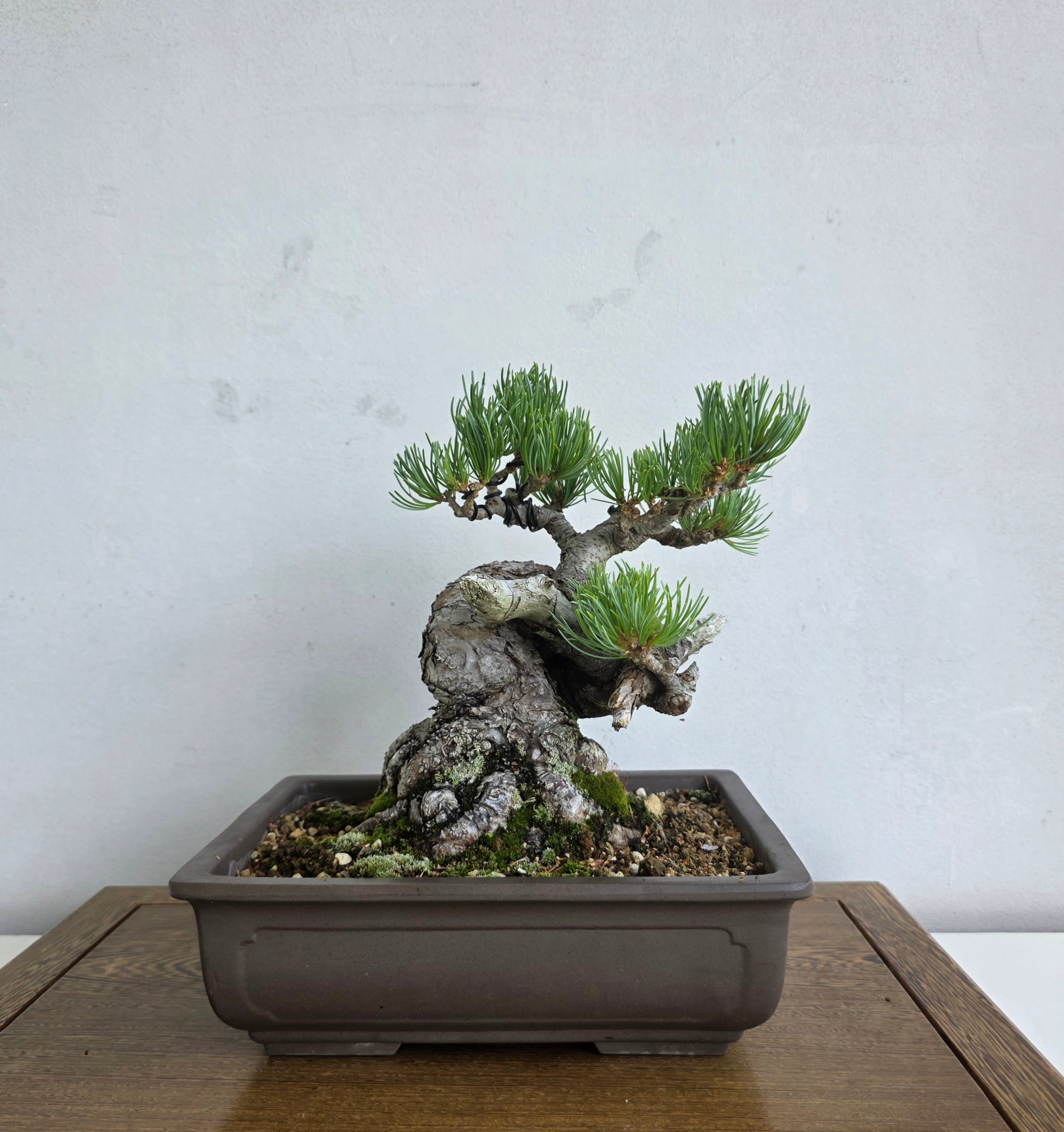 公式EC】BONSAI IKUMA