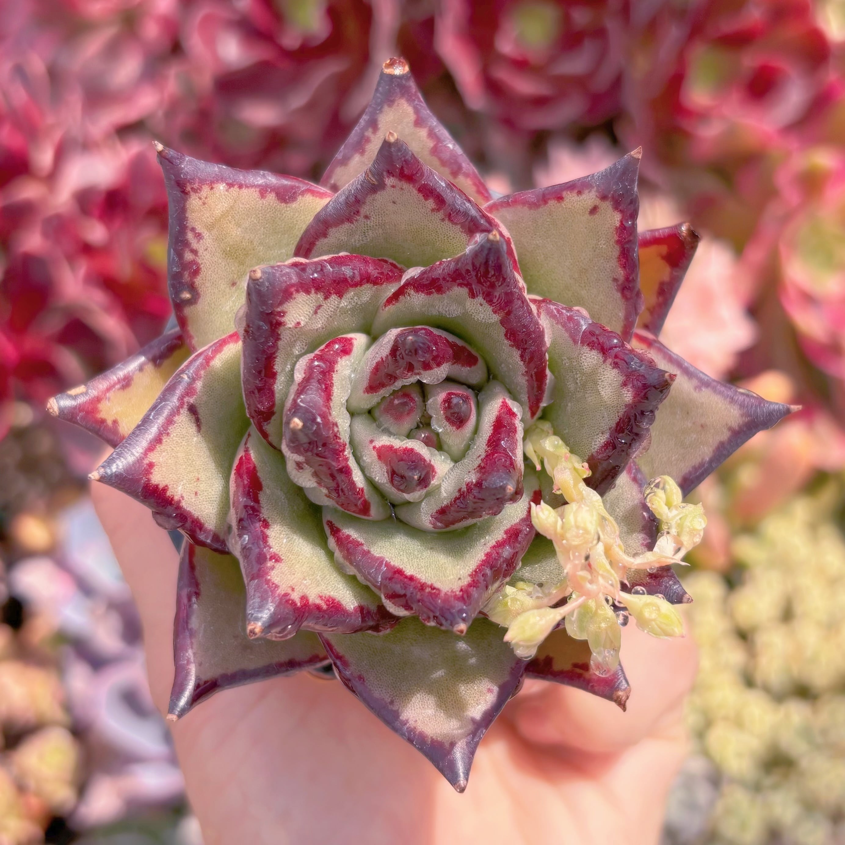 現品　優選エボニー#B46　るる農園