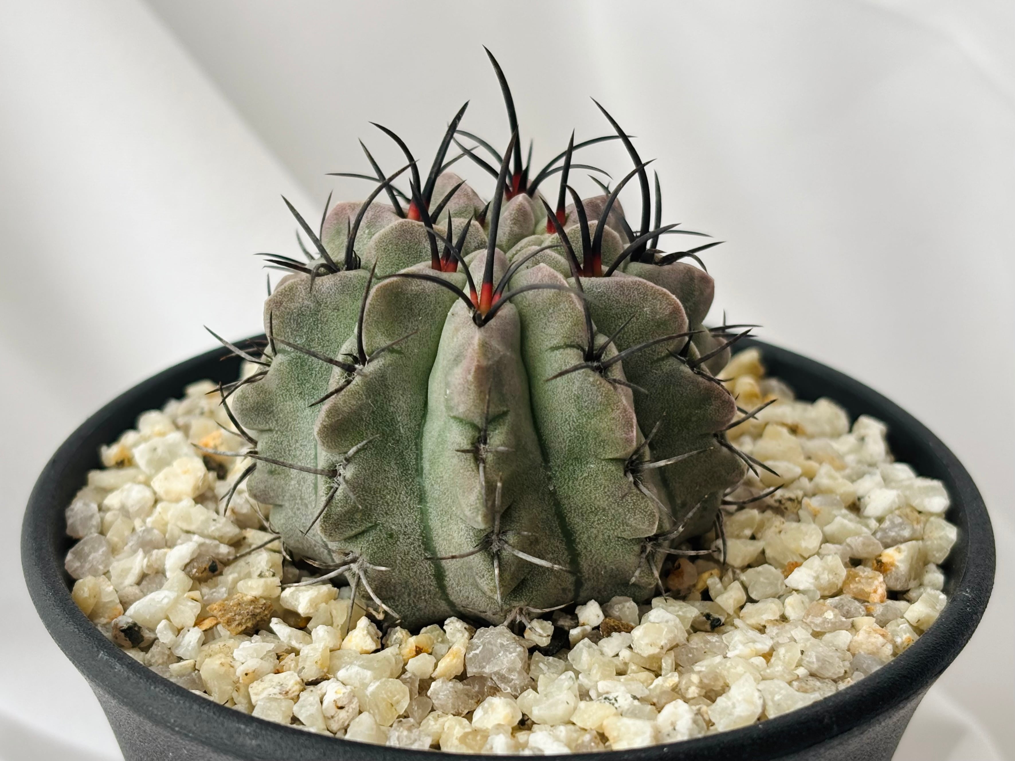 Eriosyce paucicostata エリオシケ パウキコスタータ サボテン