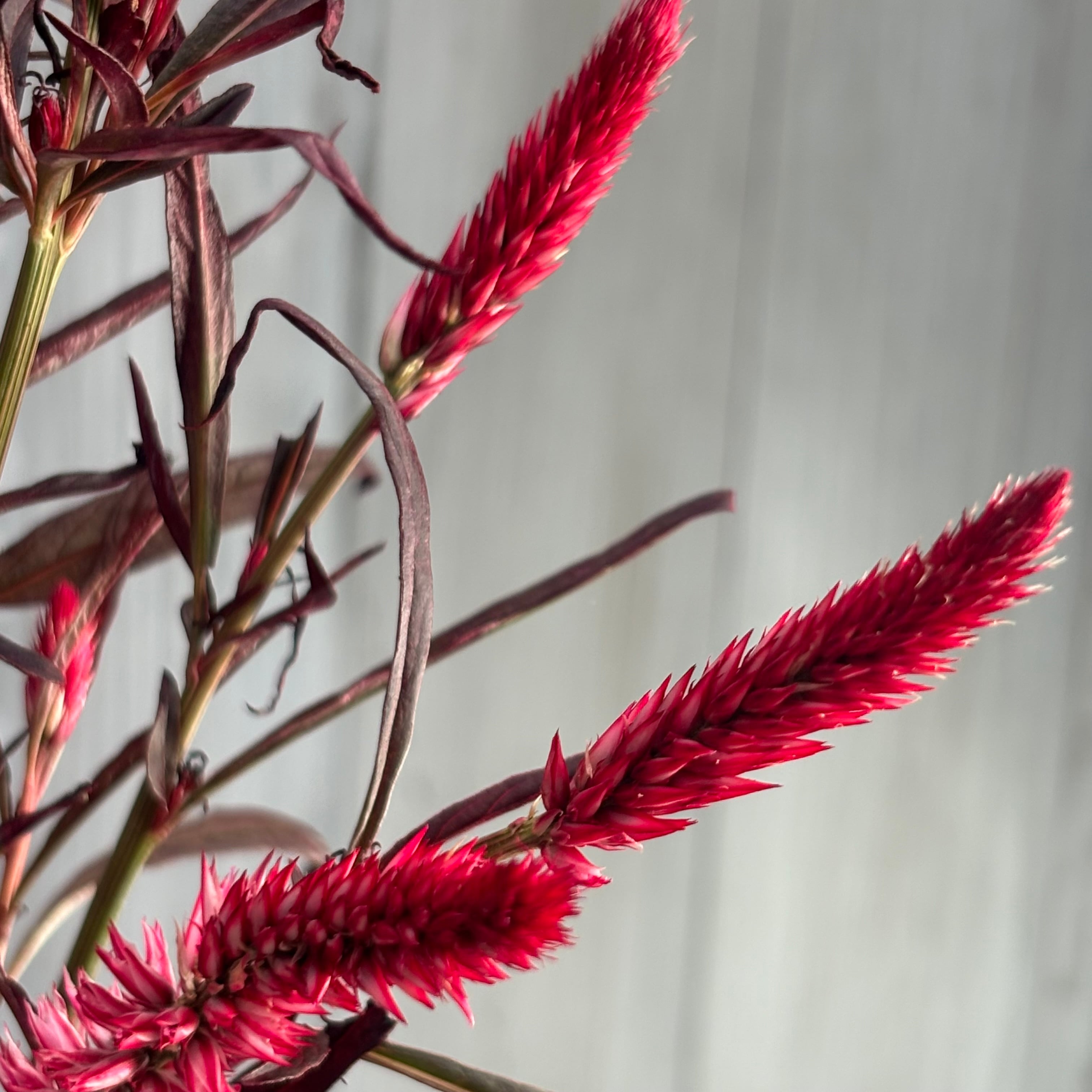 ぶーばる　ケイトウ ぶーばる様専用 ケイトウ ドライフラワー用