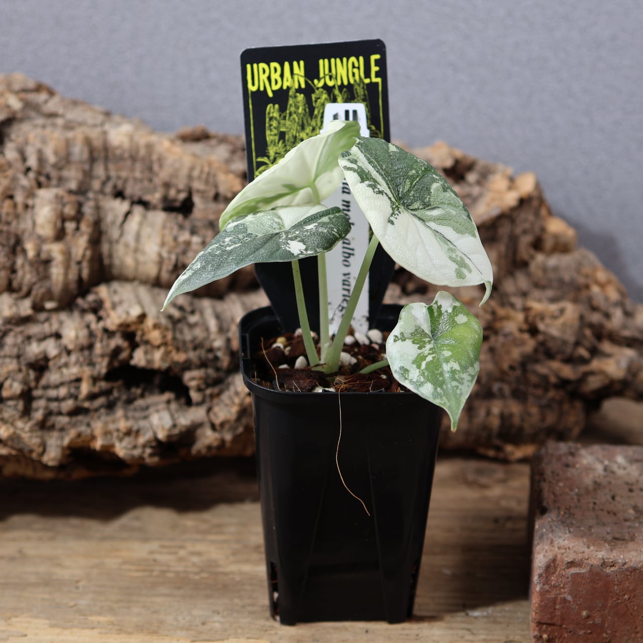 アロカシアマハラニアルボバリエガータ 824『urban jungle アロカシア メロ アルボ バリエガータ』観葉植物