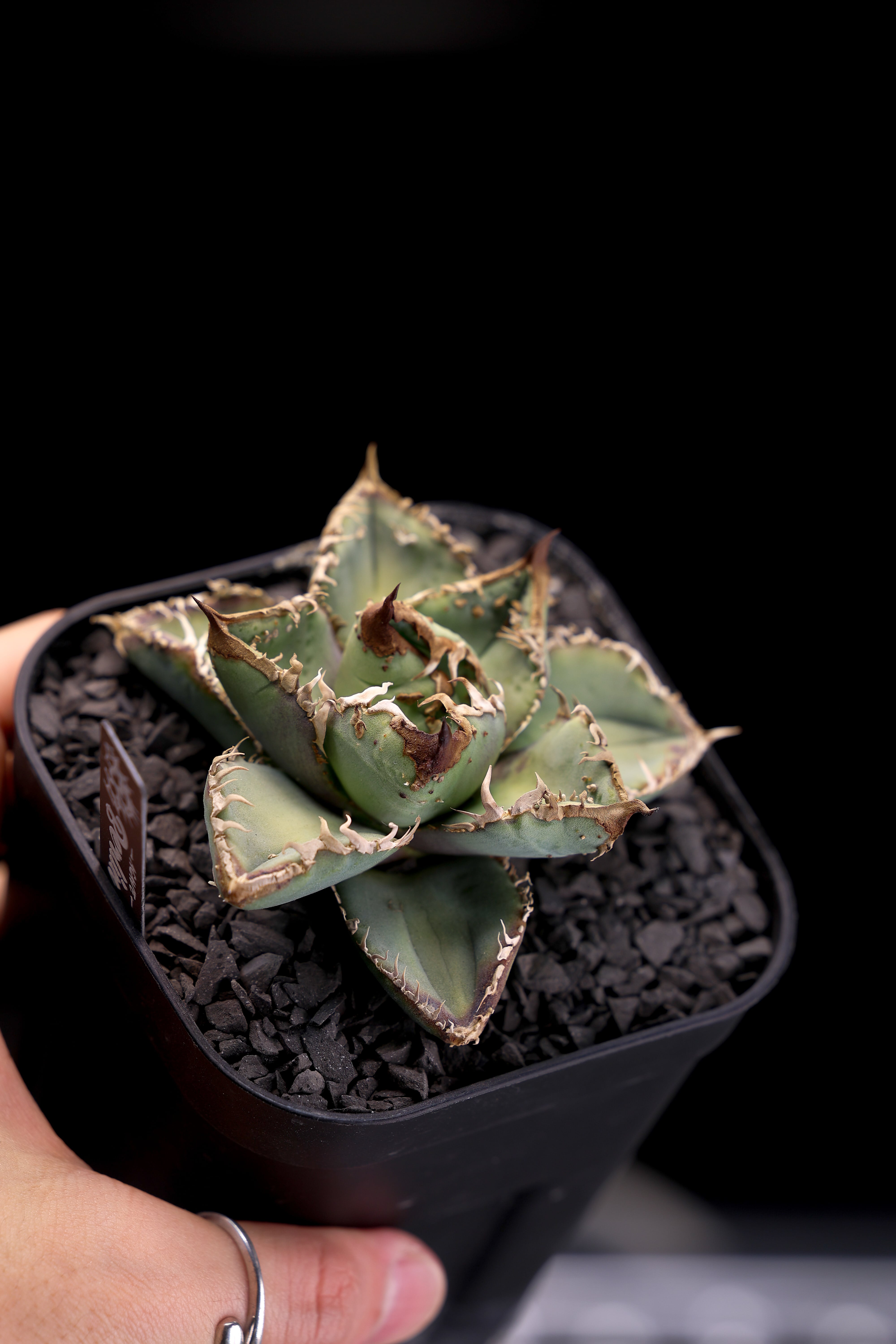 Berlin [麻花龍] 発根活着済み | KAMUI PLANTS LABO
