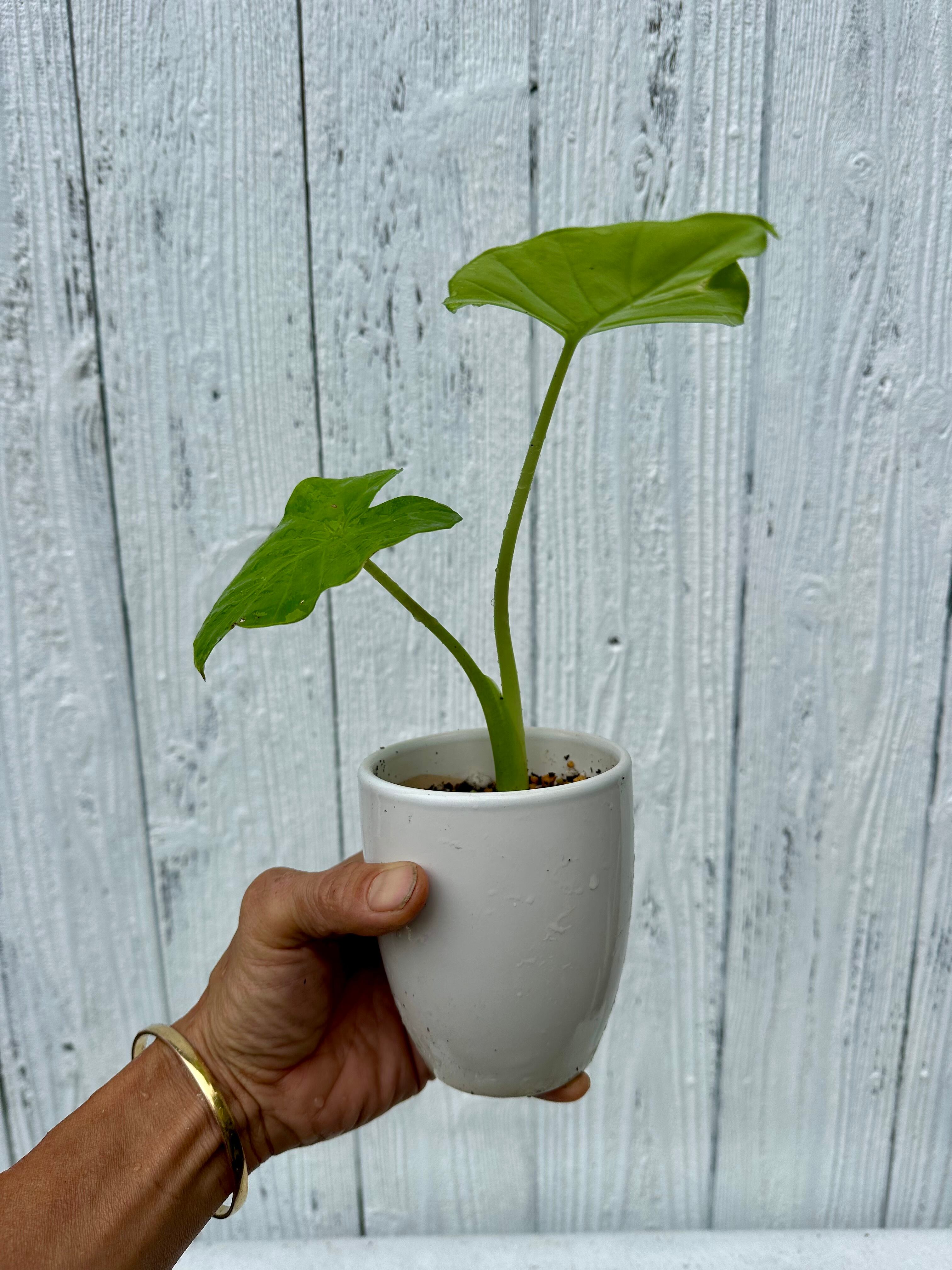 Alocasia Watsoniana Pink var アロカシア ワトソニア ピンク