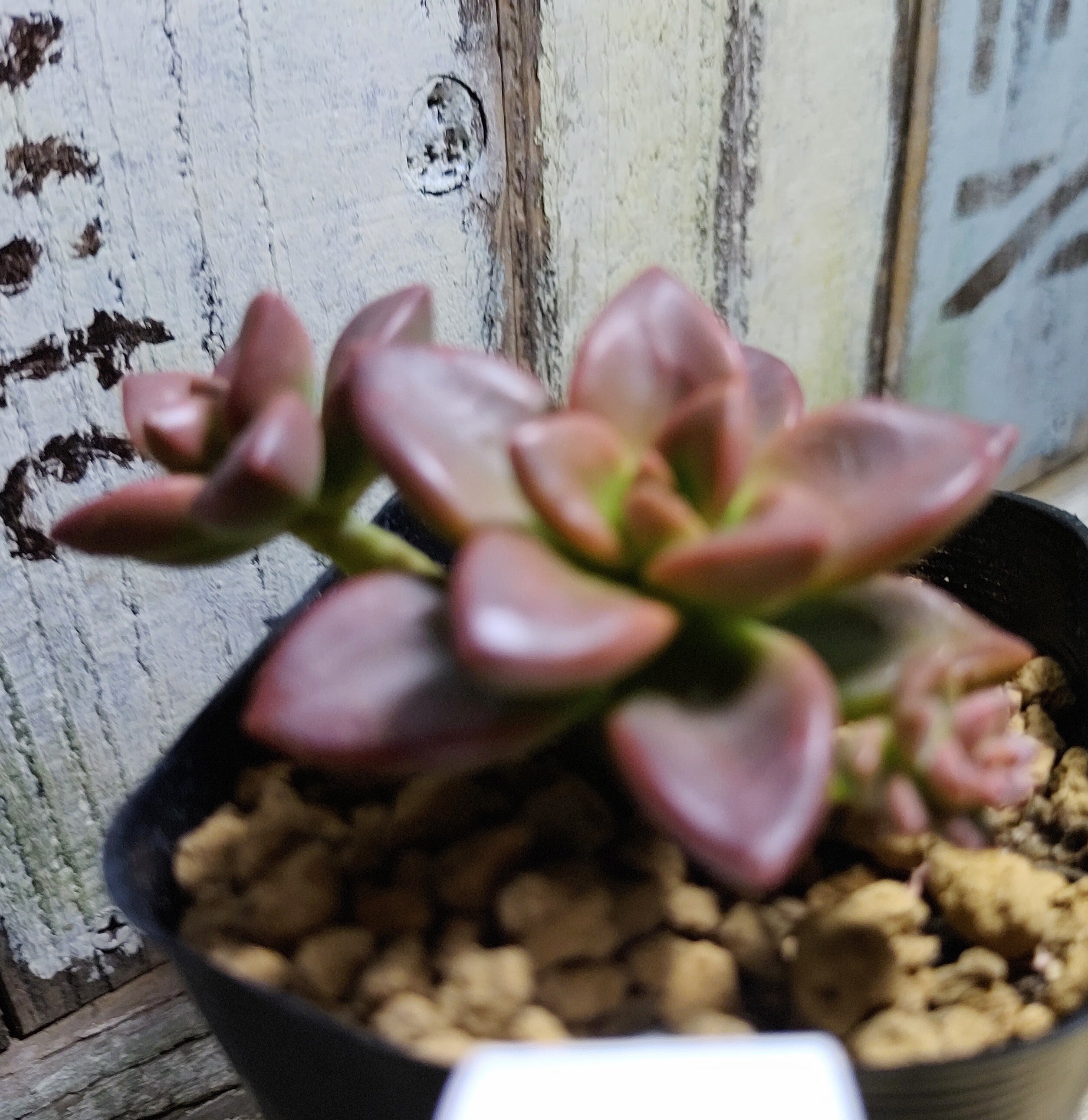 メラコ | RuPo 多肉植物専門店