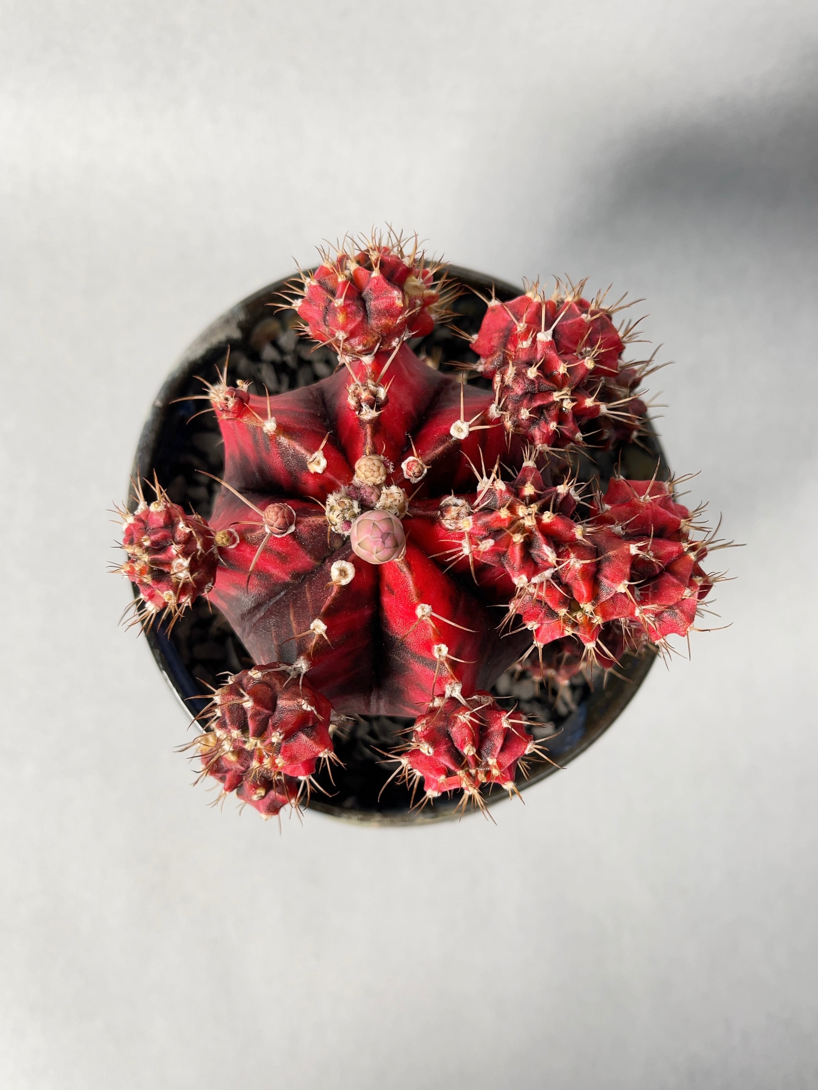 ギムノカリキウム・緋牡丹錦 | trigger