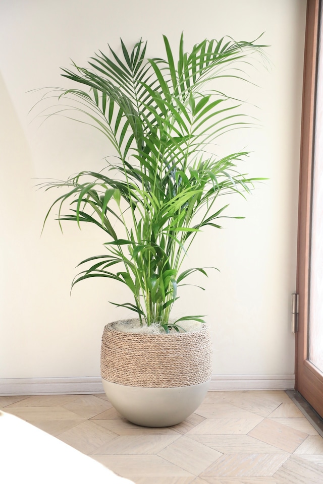 【L】【渋谷区周辺エリア/配送料無料】【120cm】アレカヤシ/Areca palm ※陶器鉢カバー付き