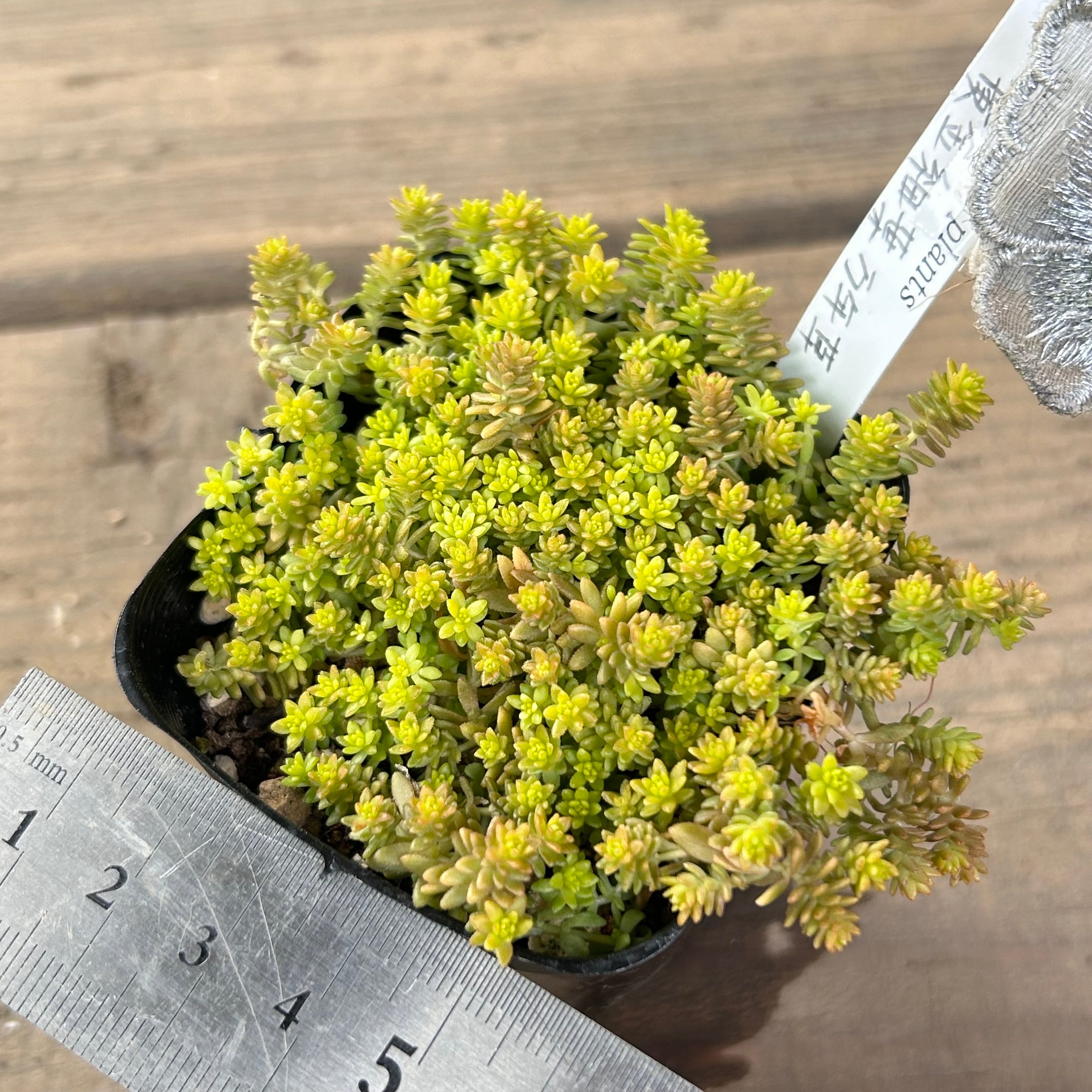 黄金細葉万年草 | RuPo 多肉植物専門店