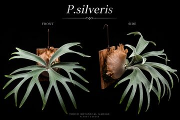 P. Willinckii cv. Sailor Mercury (OC) 【artPLANTs/PLANTS GARAGE