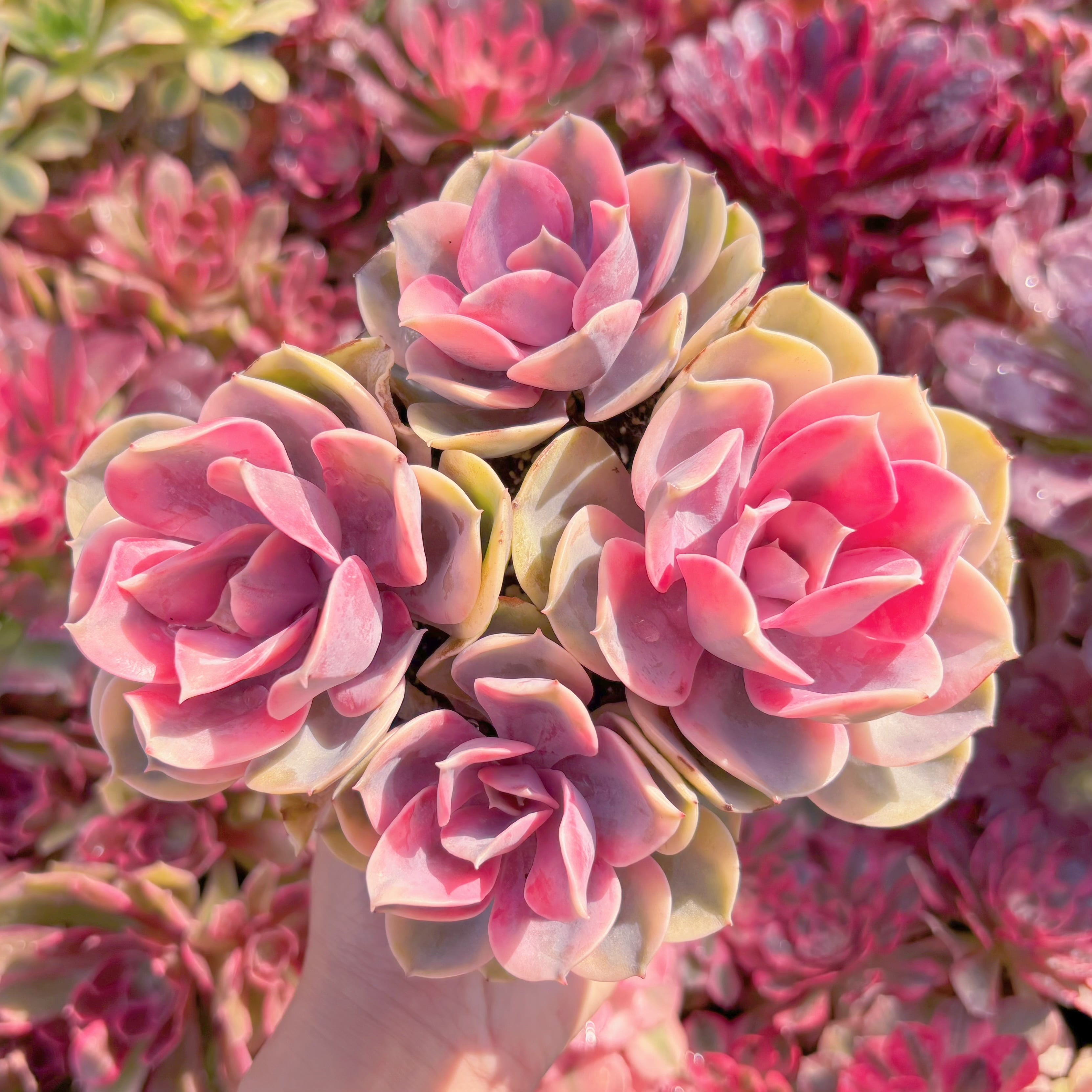 現品　レインボー#M297　るる農園