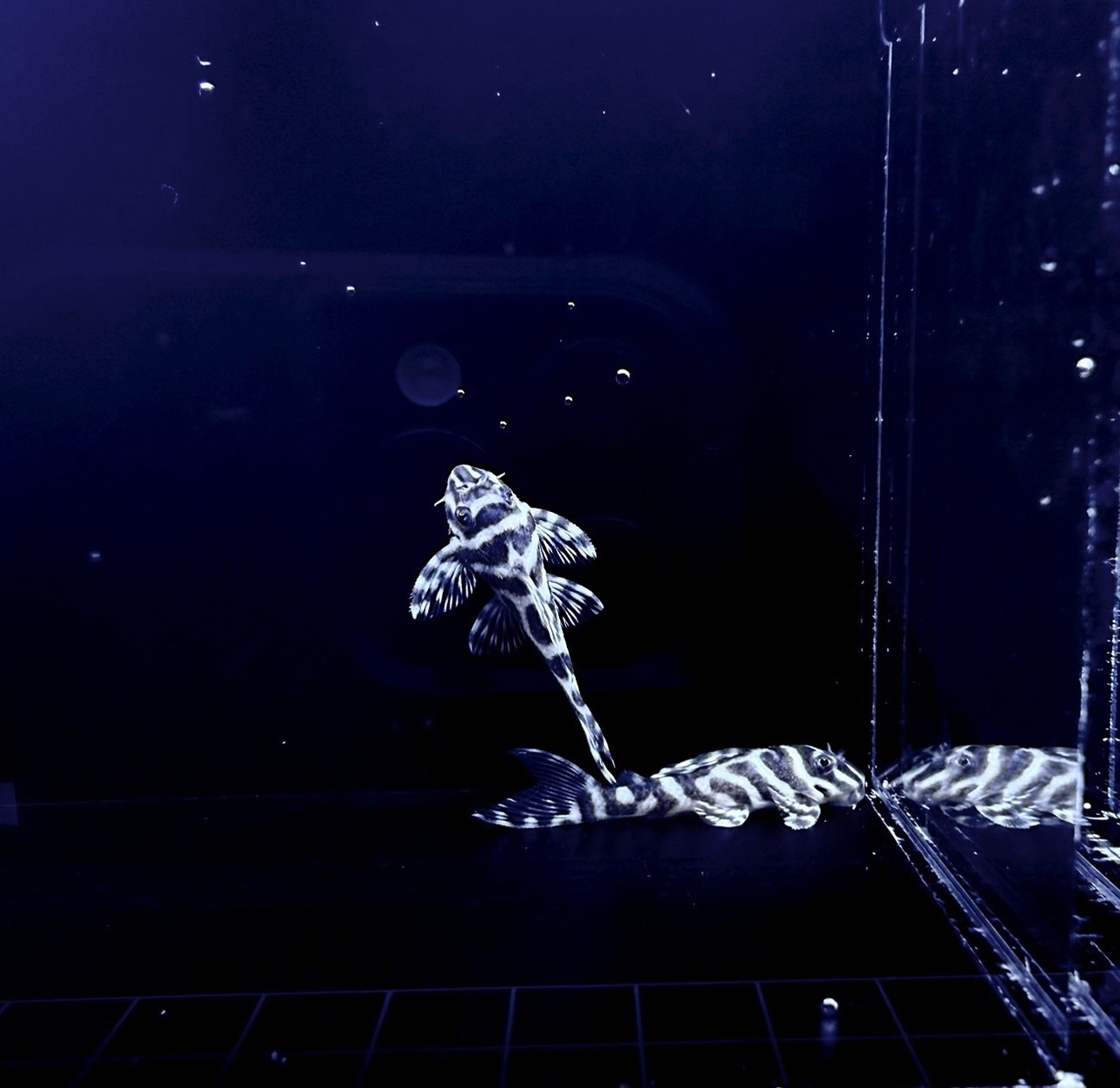 スーパーインペリアルゼブラプレコ・L-173b - 2