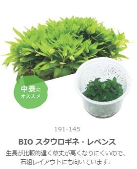 水草 | aquarium shop earth