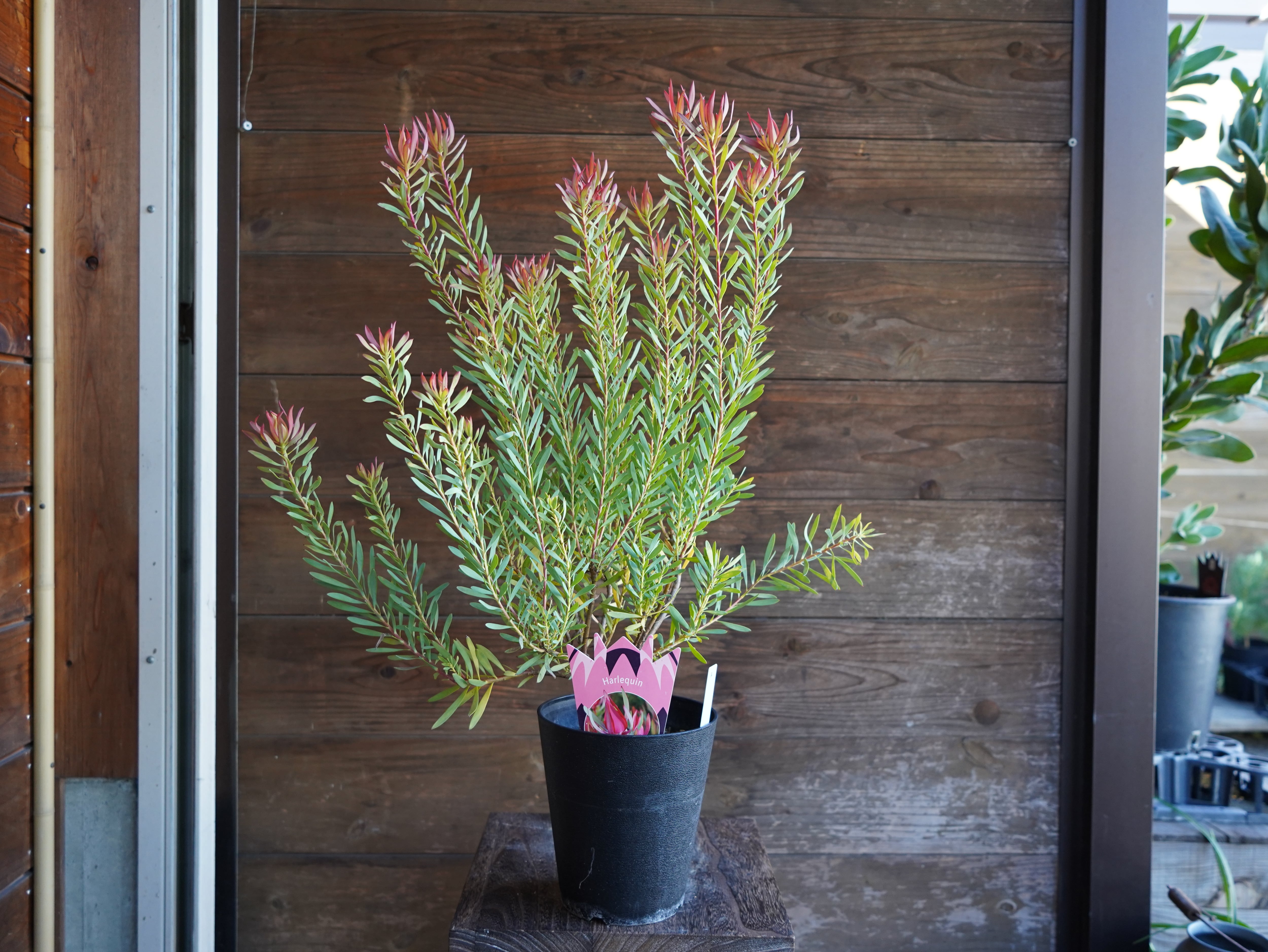 【現物】リューカデンドロン　”Harlequin”　B