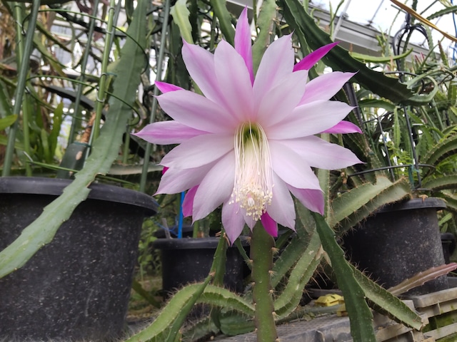 #2　Epiphyllum hybrid 'Ruth wallace'　１０．５ｃｍＰＯＴ　３．５号鉢