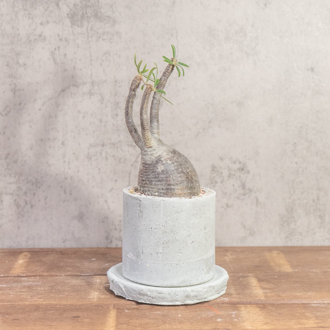 グラキリス（胴回り23cm）｜すらりと伸びた枝が美しい上品フォルムの塊根植物【発根済】【モルタル鉢仕立て】