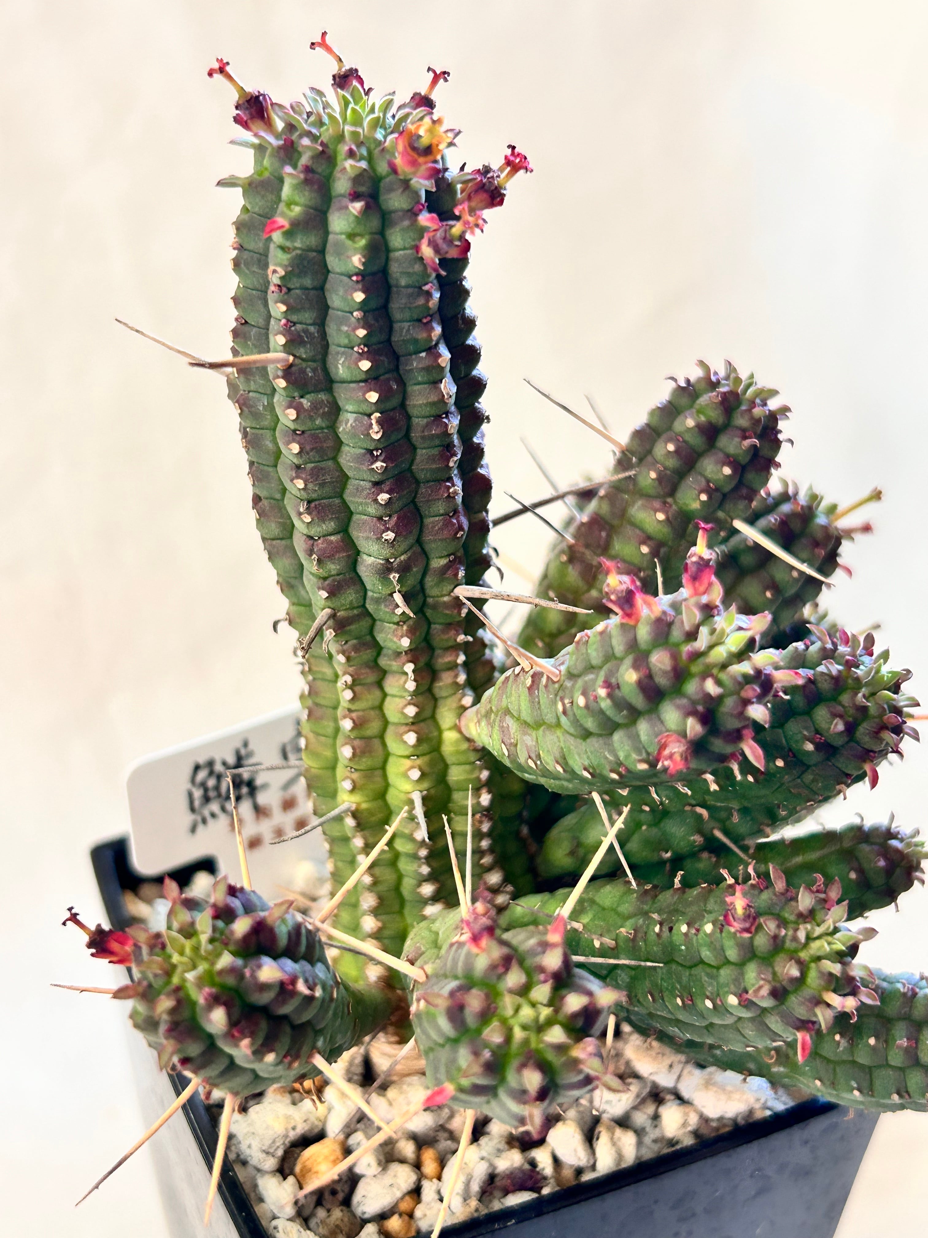 錦玉園 鱗宝 3寸 | GREEN JAM foliageplant