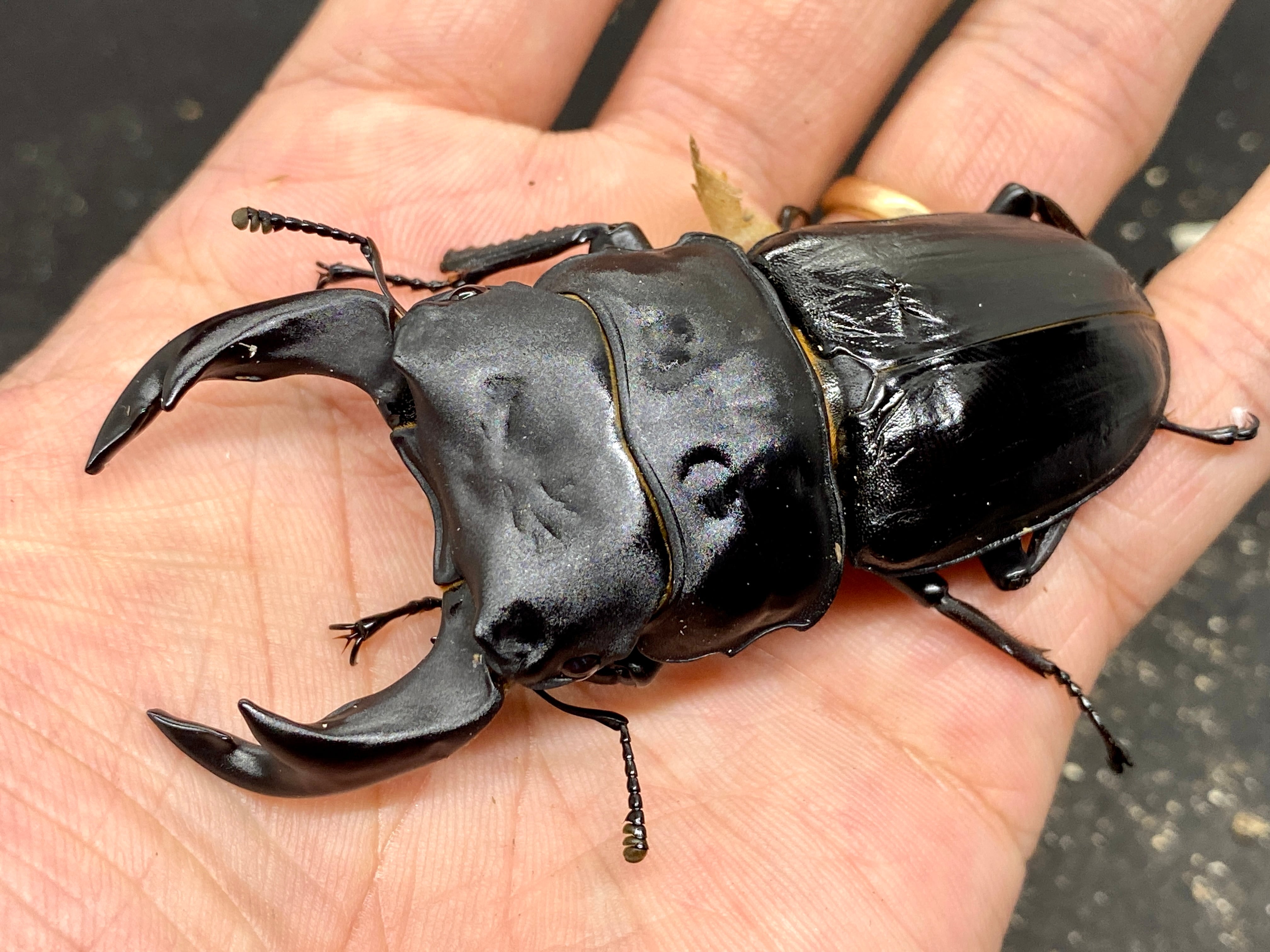 89.5ミリ同腹】マツノ久留米 オオクワガタ【ビークワ】