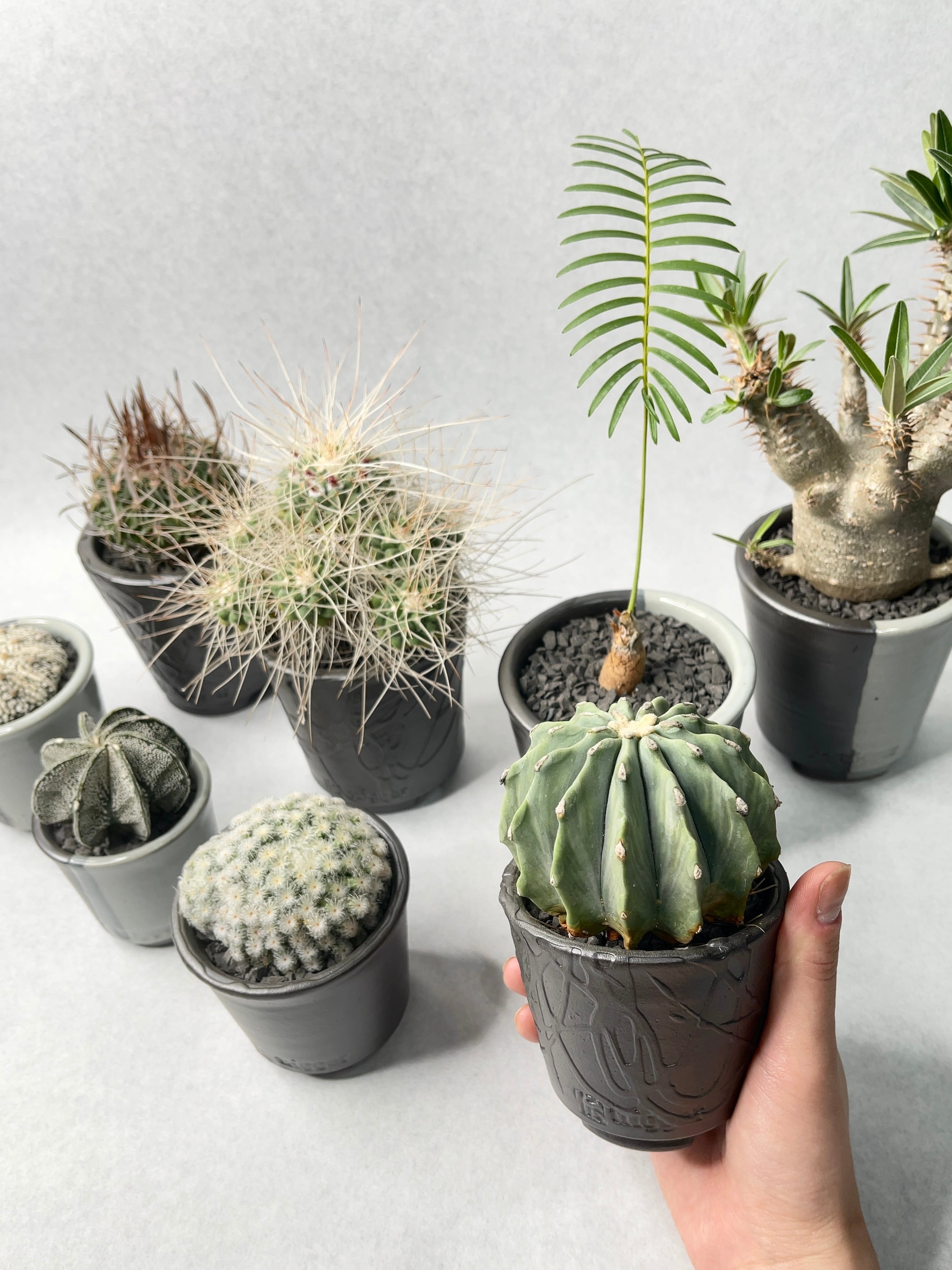 マミラリア・白星パンチパーマ | trigger