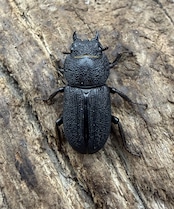 【WD】《ドルクス zhouchaoi(メンシウス ssp.) 21mm ペア》