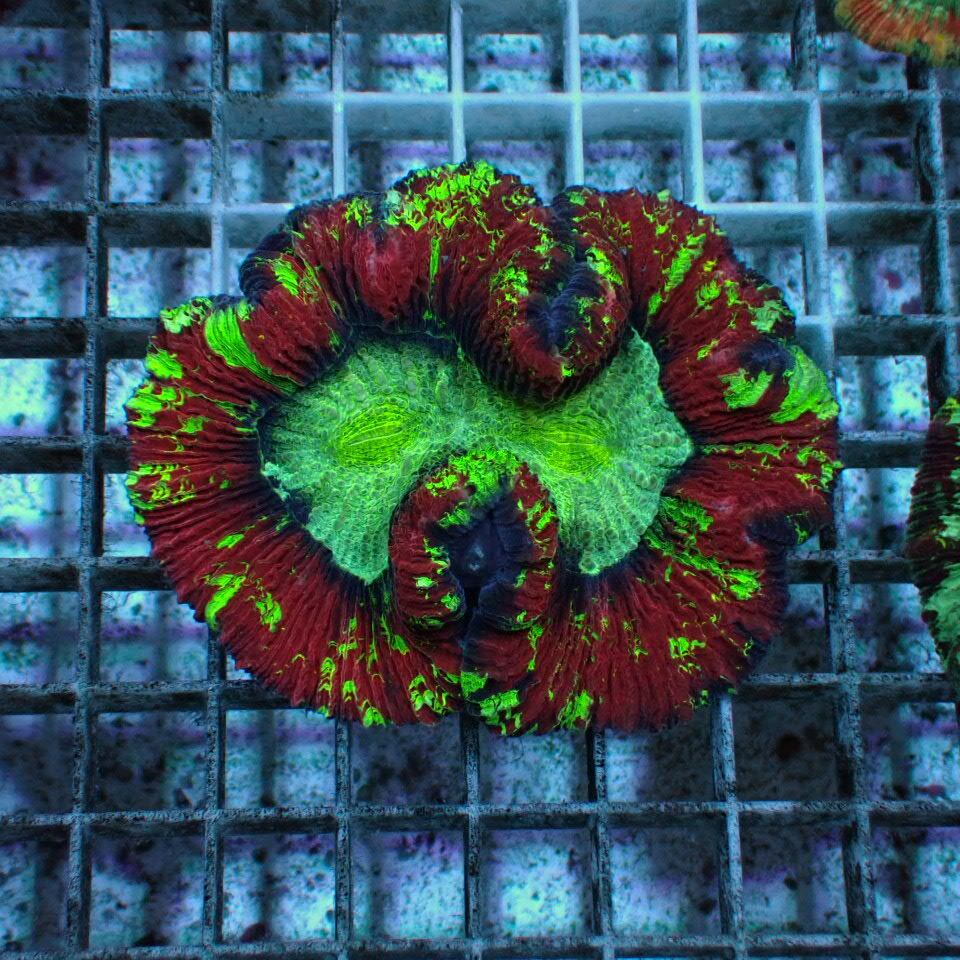 オオバナ / ブレインコーラル | HOUSE REEF(ハウスリーフ)サンゴ・海水