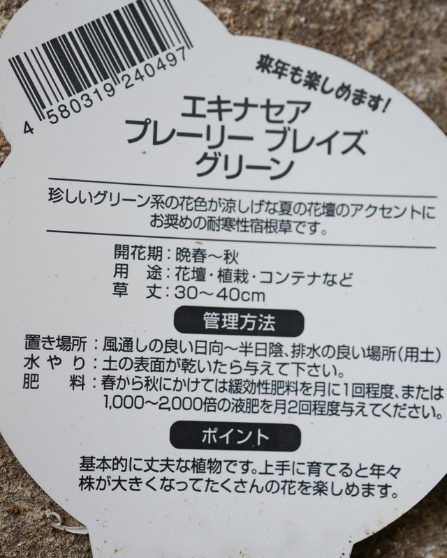 花持ち良い　エキナセア プレーリー ブレイズ 　グリーン　3.5号