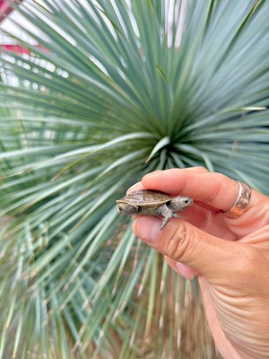 ノーザンダイヤモンドバックテラピン（USA CB）