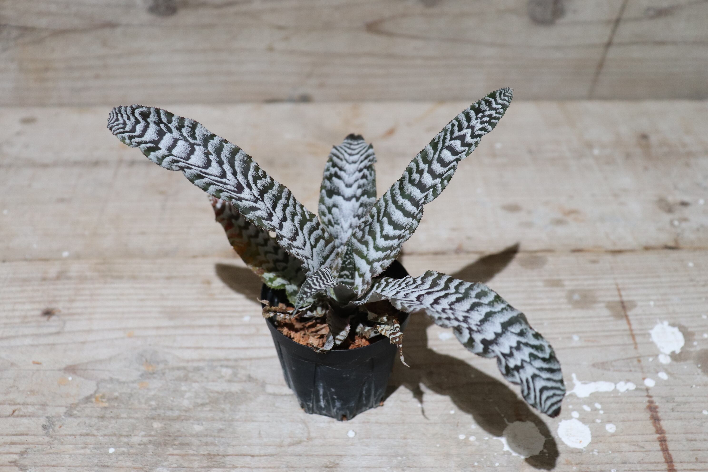 Request】Cryptanthus 'Absolute Zero'〔クリプタンサス〕現品発送