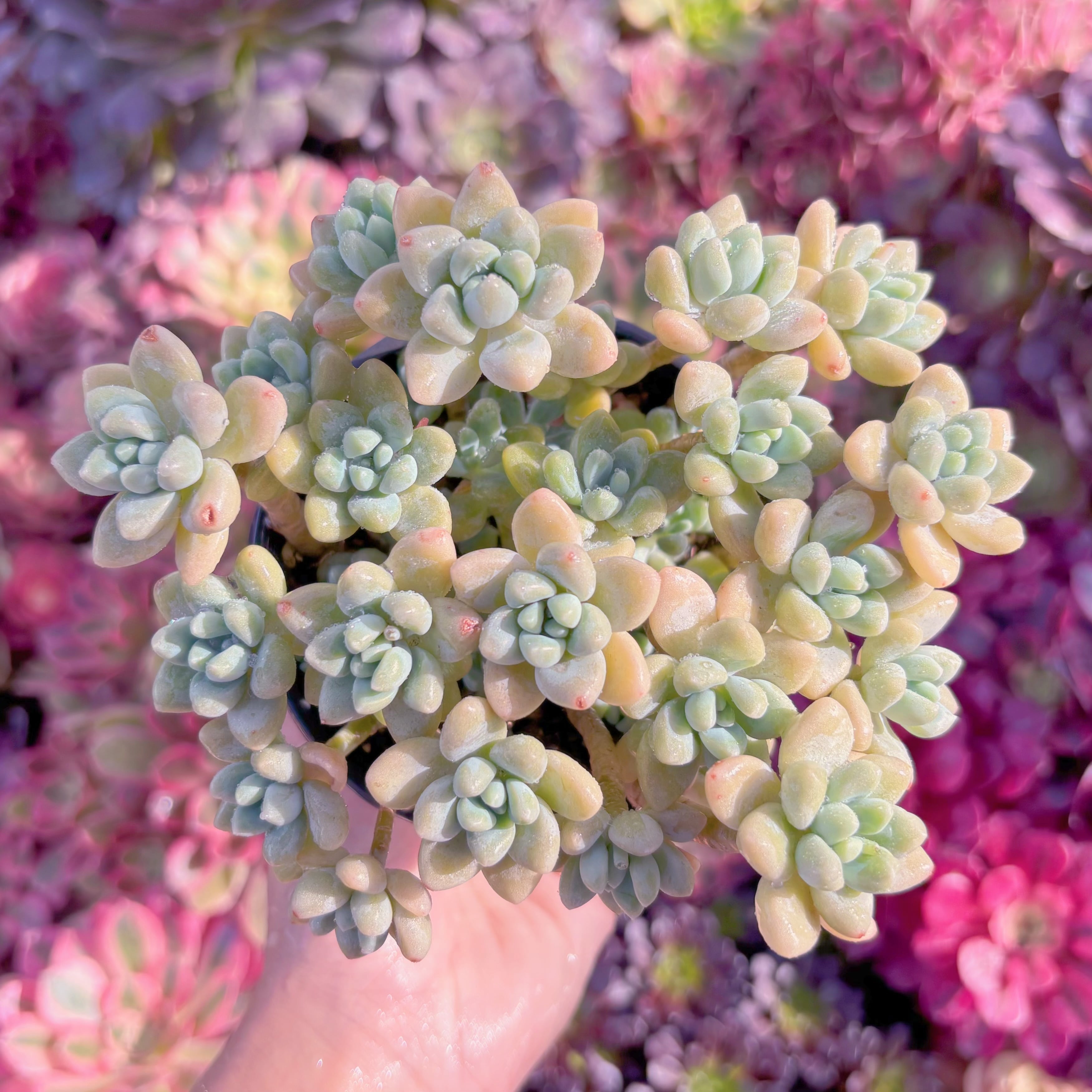 現品　ホワイトケーキ#K212　大群生　新入荷　るる農園