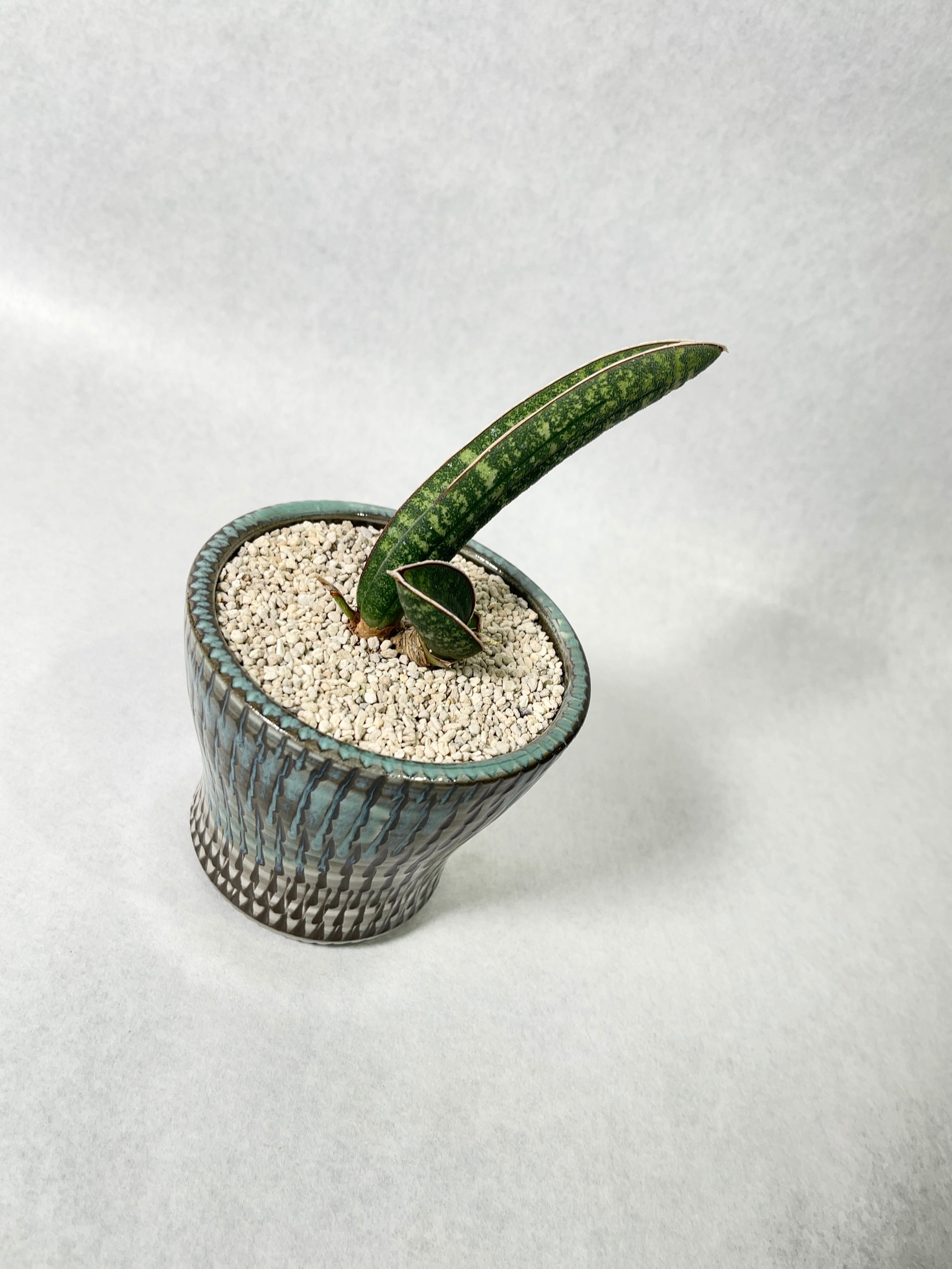 サンセベリア・タンザニアアルシャ | trigger