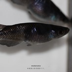 Black diamond - ブラックダイヤメダカ若魚 1ペア thumbnail 1