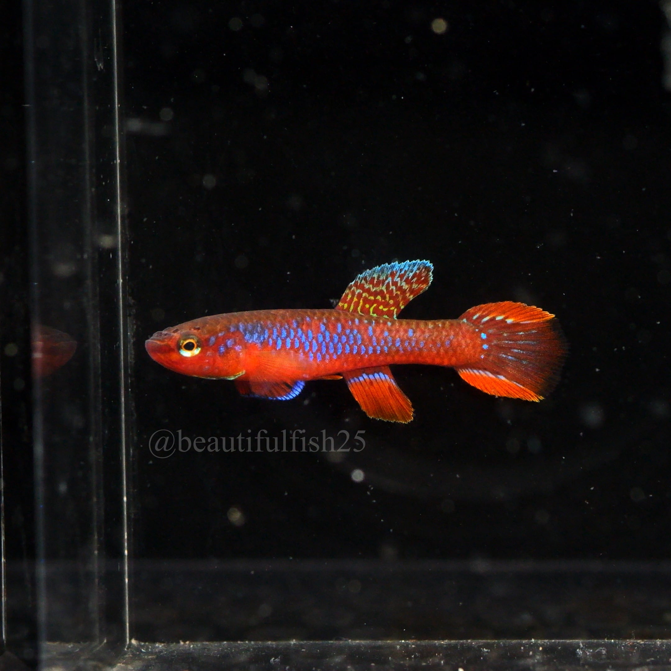 卵生メダカ beautifish25