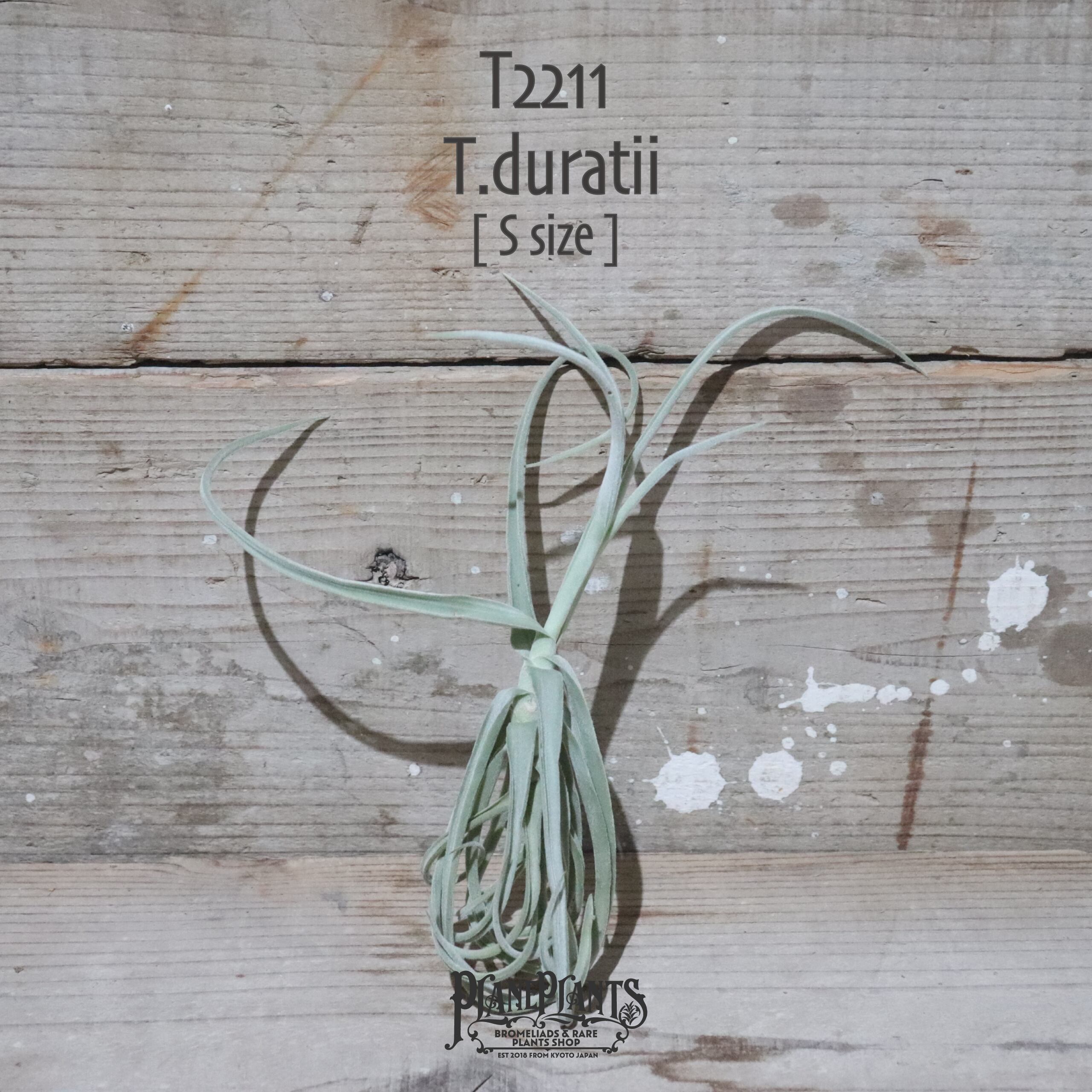 【送料無料】ドゥラティ S〔エアプランツ〕現品発送T2211