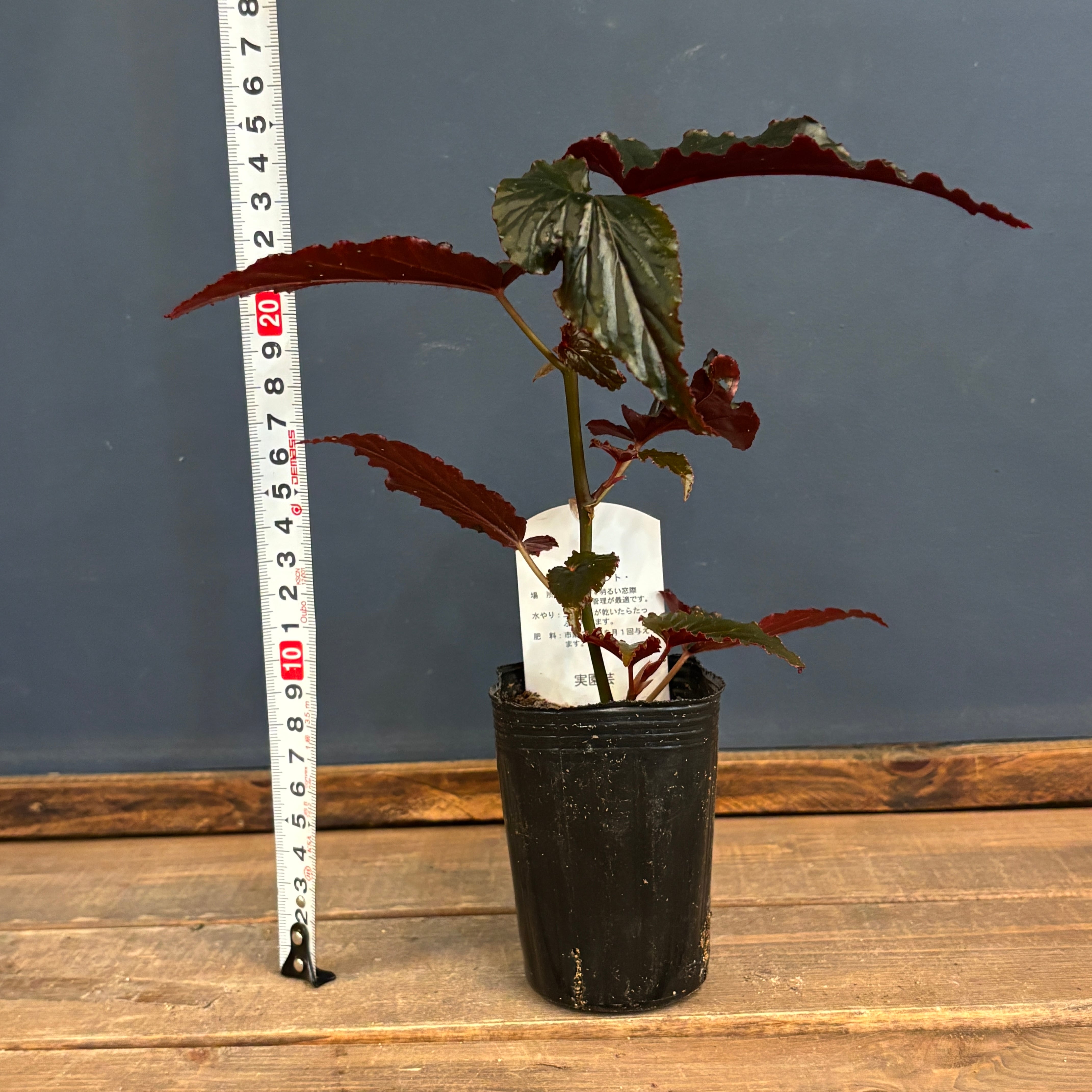 ベゴニア ブラックドラゴン【1065】 | PROTOLEAF プロトリーフ