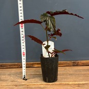 ベゴニア　ブラックドラゴン【1065】