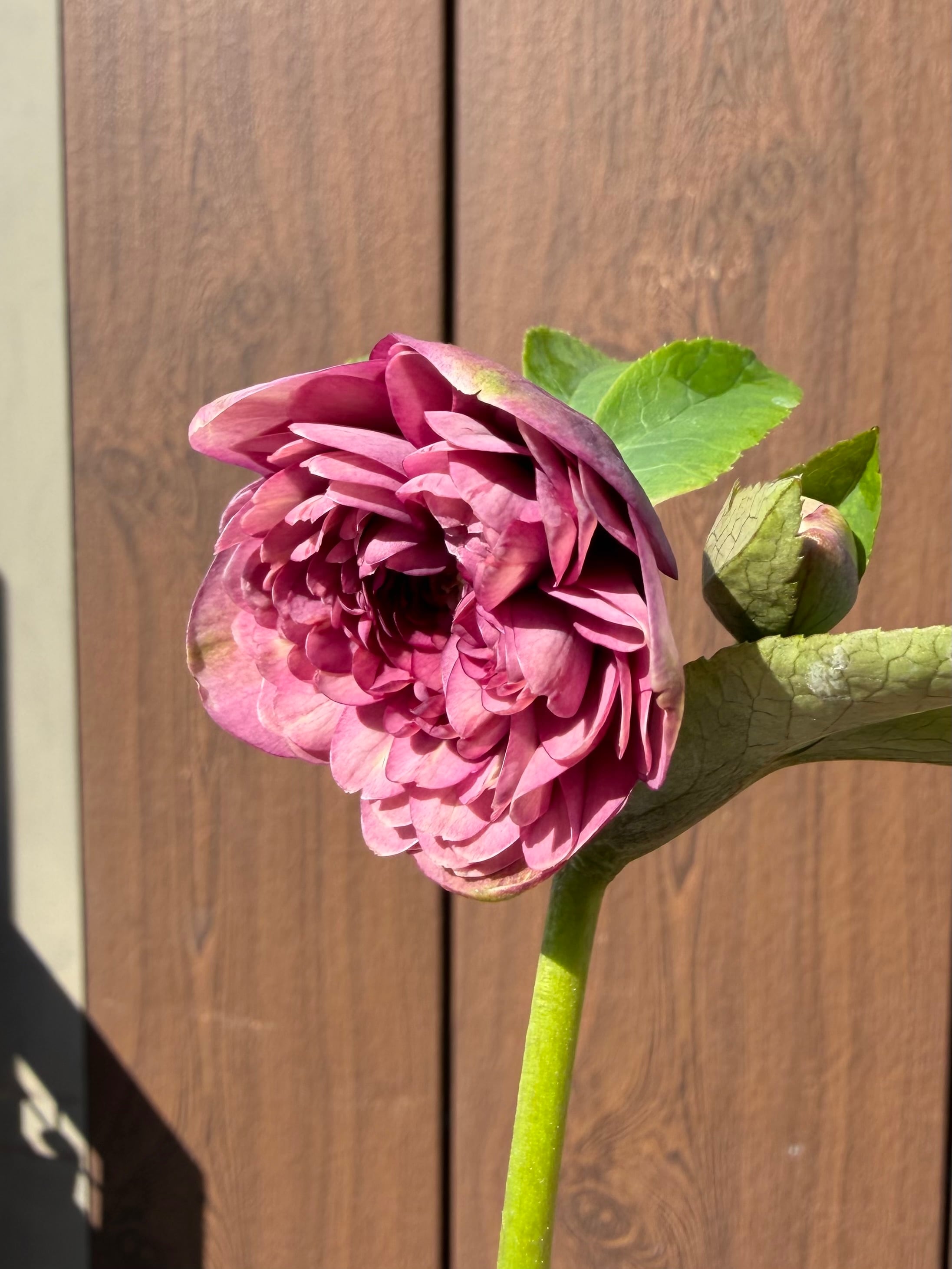 クォーターロゼット咲き超多弁 吉田園芸 クリスマスローズ【Yd01】送料