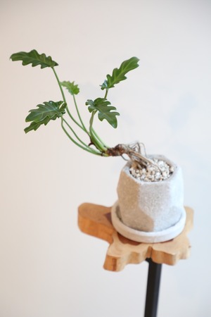 【S】クッカバラ オージー /Philodendron kookaburra　※陶器鉢付き