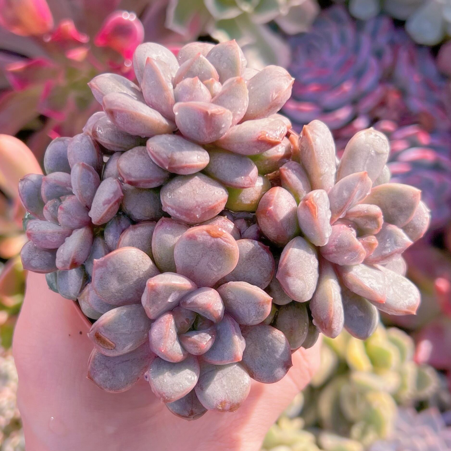 現品　ブドウ#732　群生　新入荷