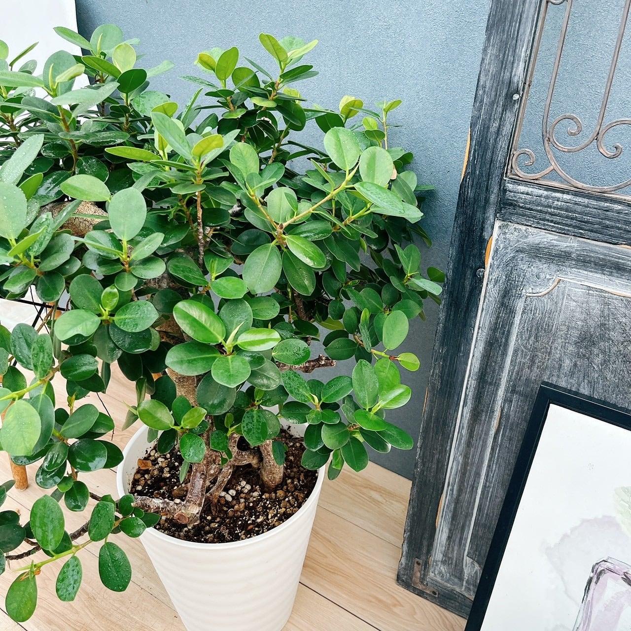 現品］【希少】41番 パンダガジュマル 盆栽仕立て 8号 観葉植物 室内