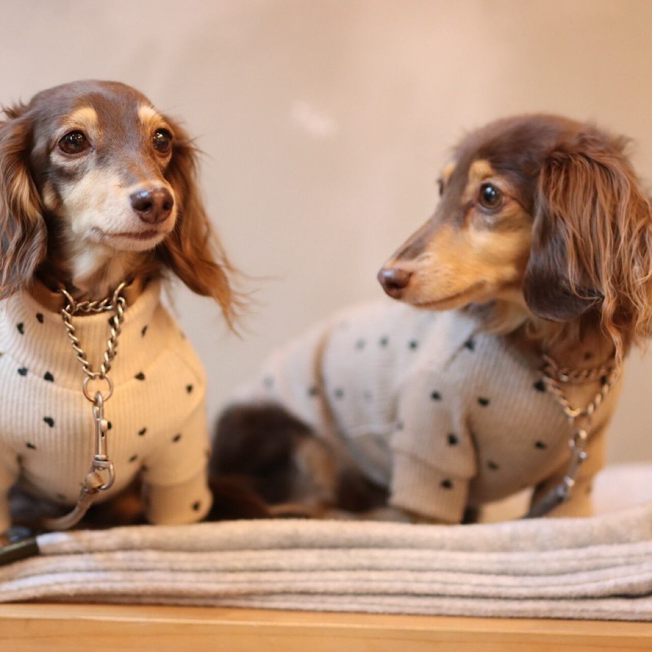 ハートニット | カニンヘンダックスとミニチュアダックス専門のお洋服