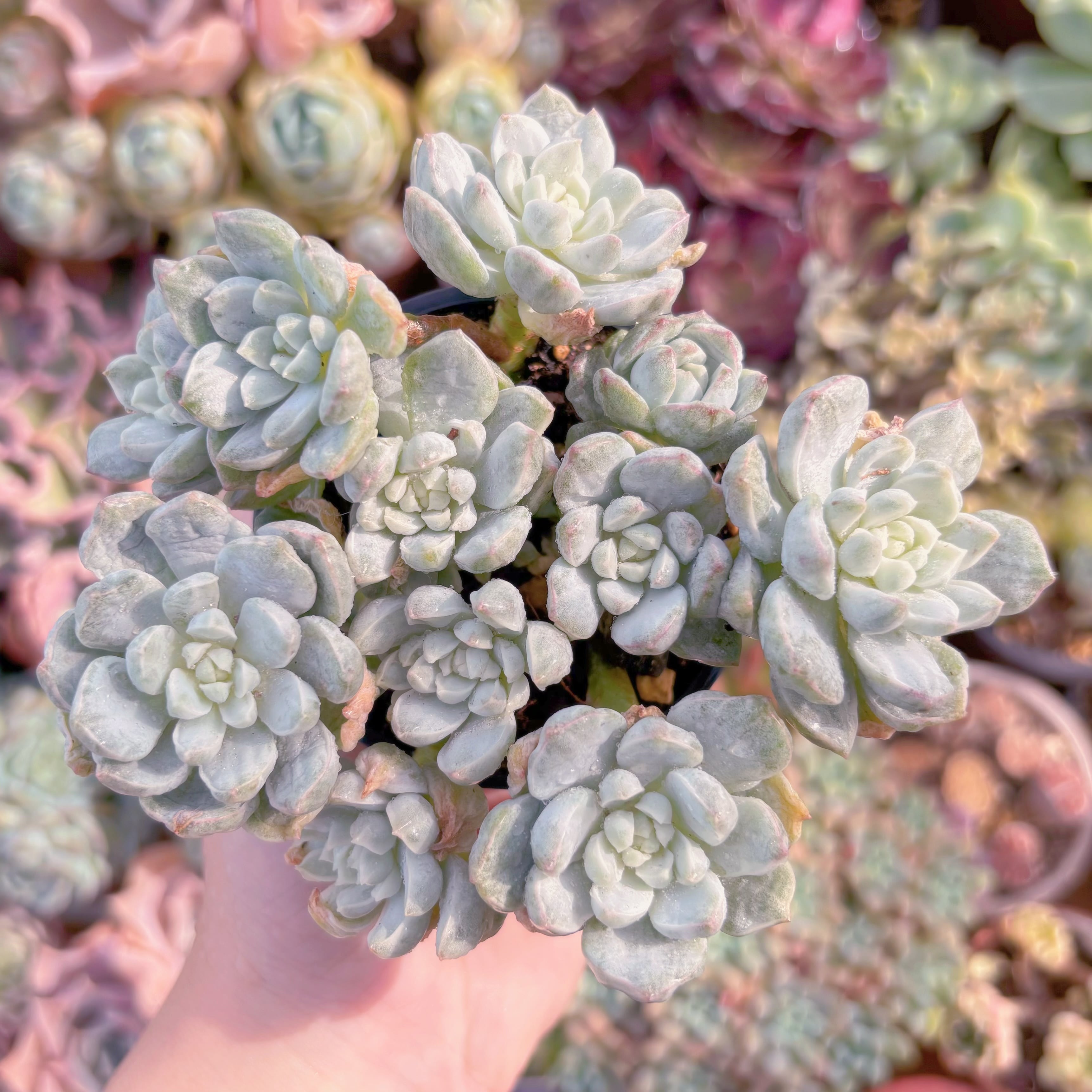 多肉植物　バニラビス錦(石化)　新入荷　るる農園