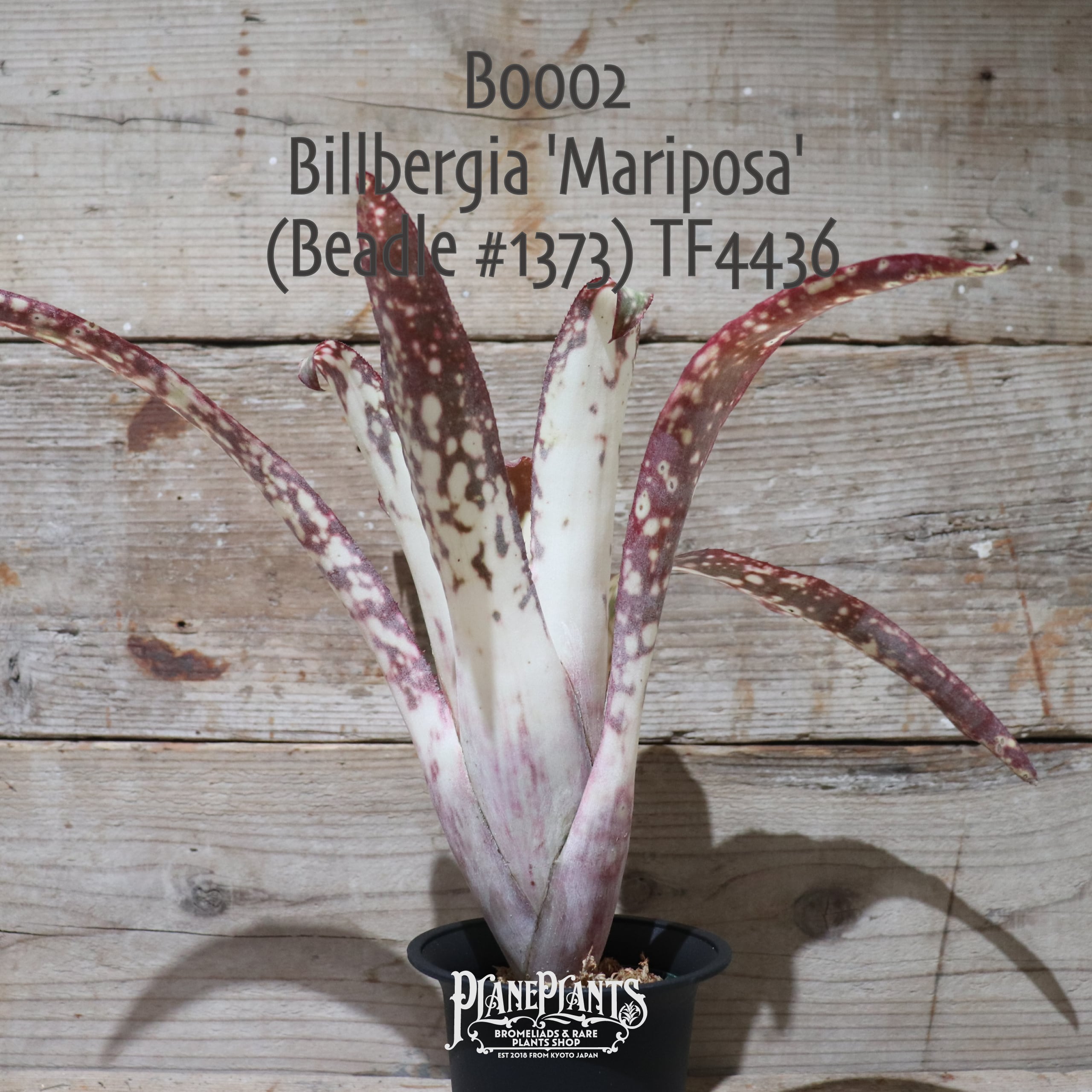 【送料無料】Billbergia 'Mariposa' (Beadle #1373) TF4436〔ビルベルギア〕現品発送B0002