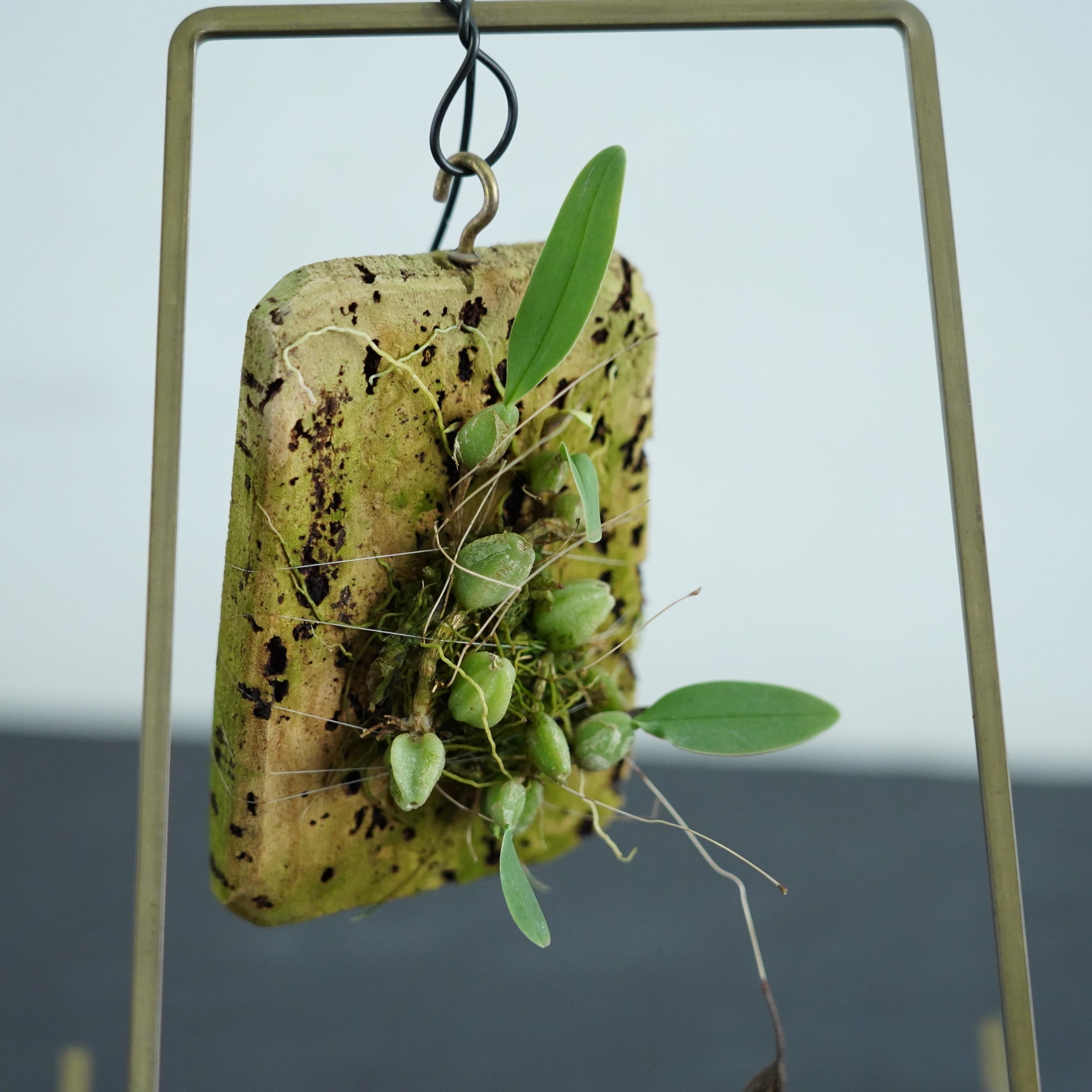 バルボフィラム ボルステリ Bulb.bolsteri【ミニコルク着生ラン】 | 苔