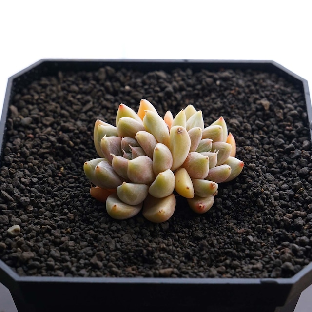 一部発根済カット苗 スターバレイ Echeveria 'Star Valley'