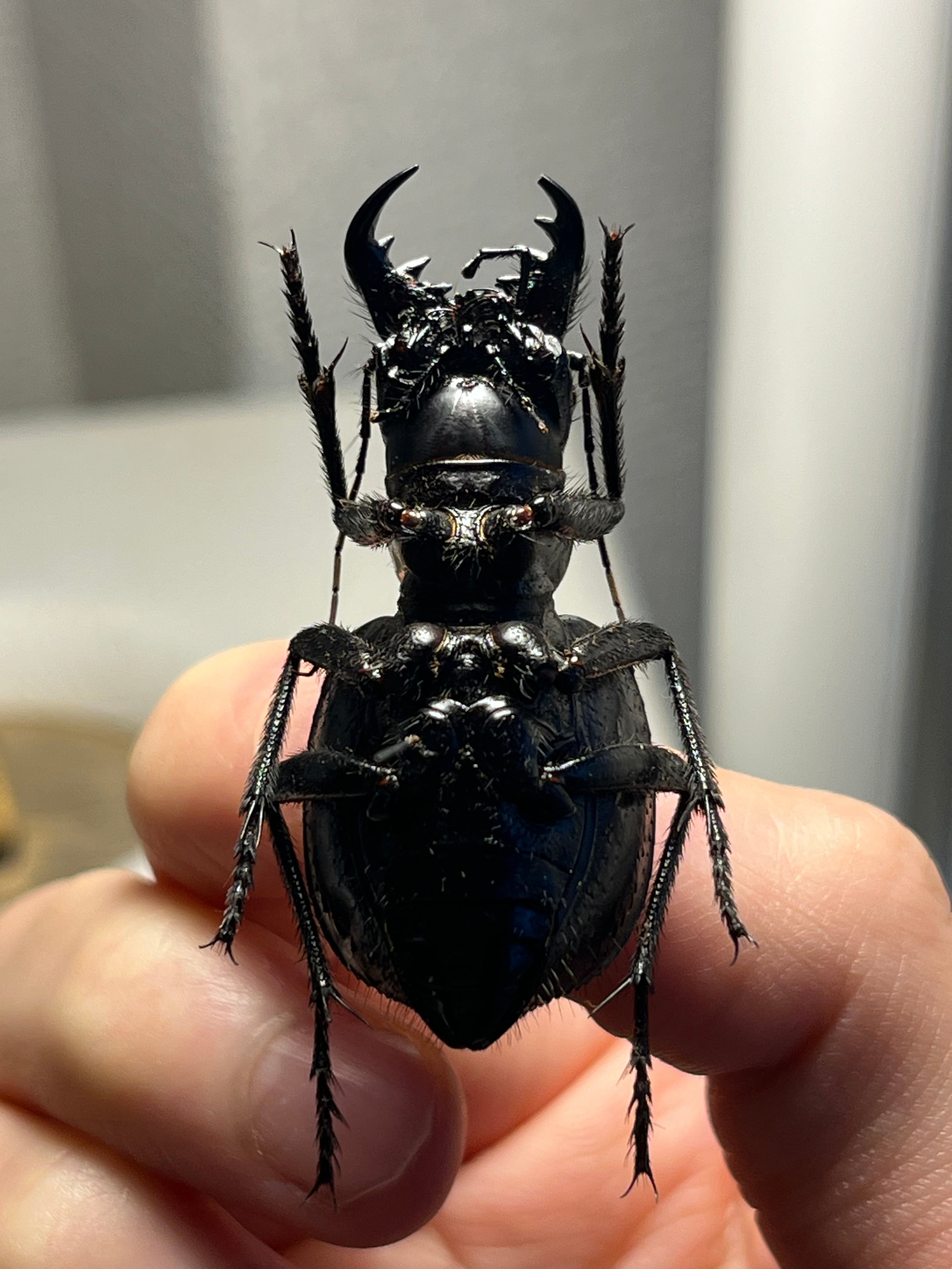 美麗♀】オオエンマハンミョウ Manticora タンザニア産 昆虫標本
