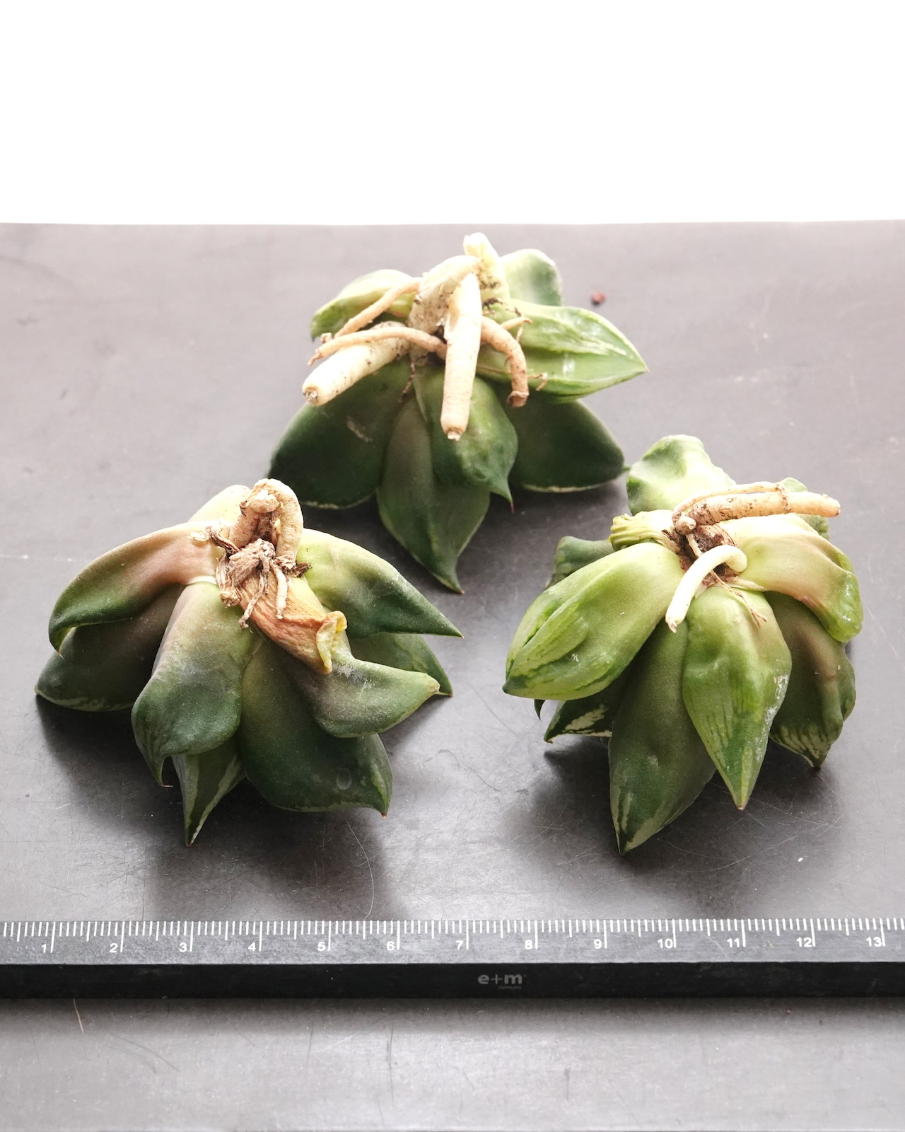 カット苗 ハオルチア 裏般若 日本最安値?! Haworthia 'Ura Hannya'