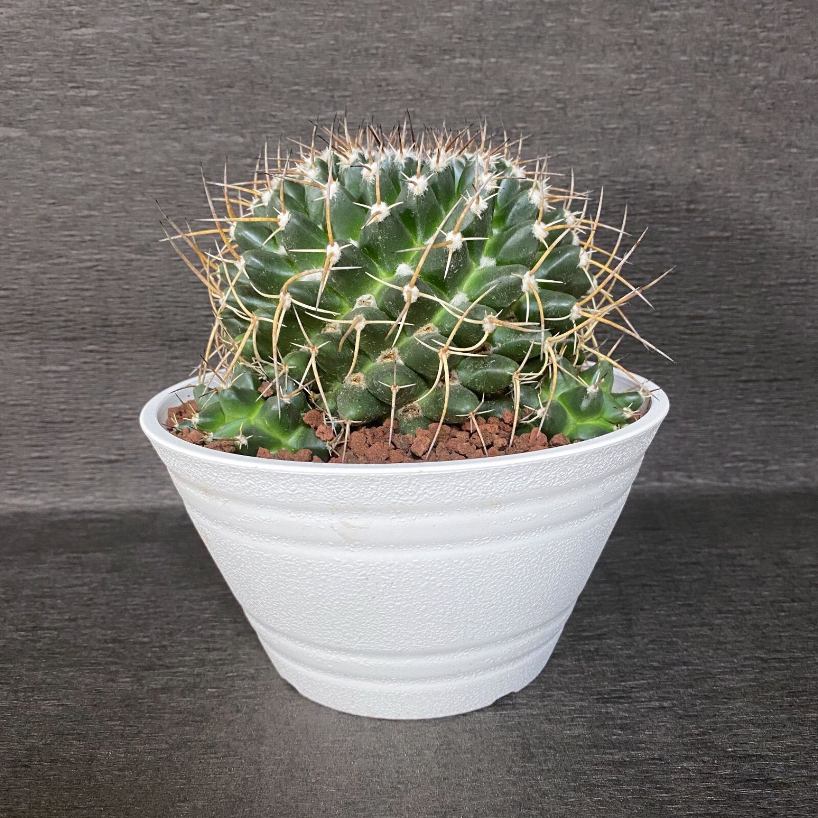 ブカレンシス Mammillaria Bucareliensis 6寸 サボテン | SABOTEN